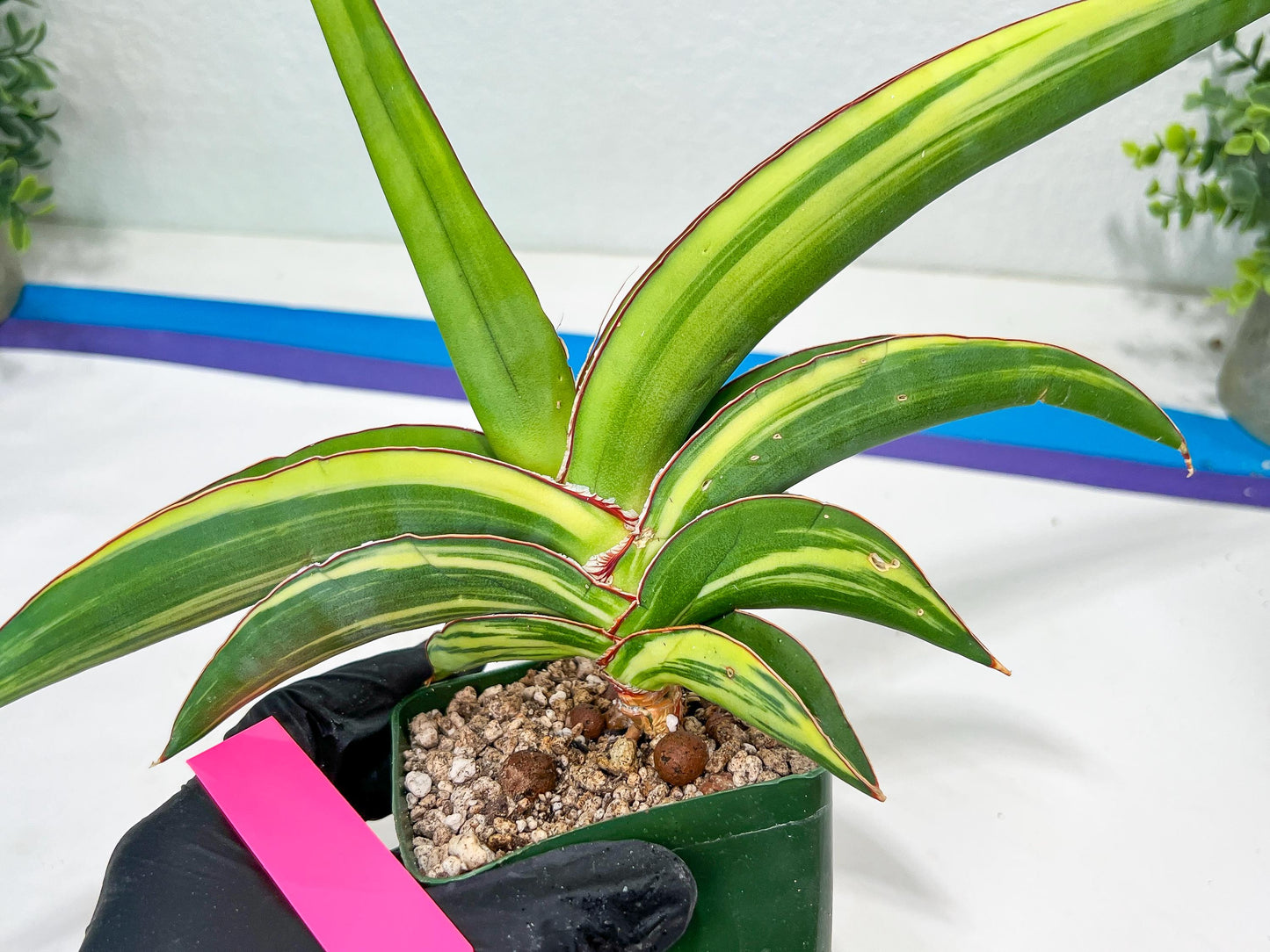Sansevieria Robusta Var | Imported Plants