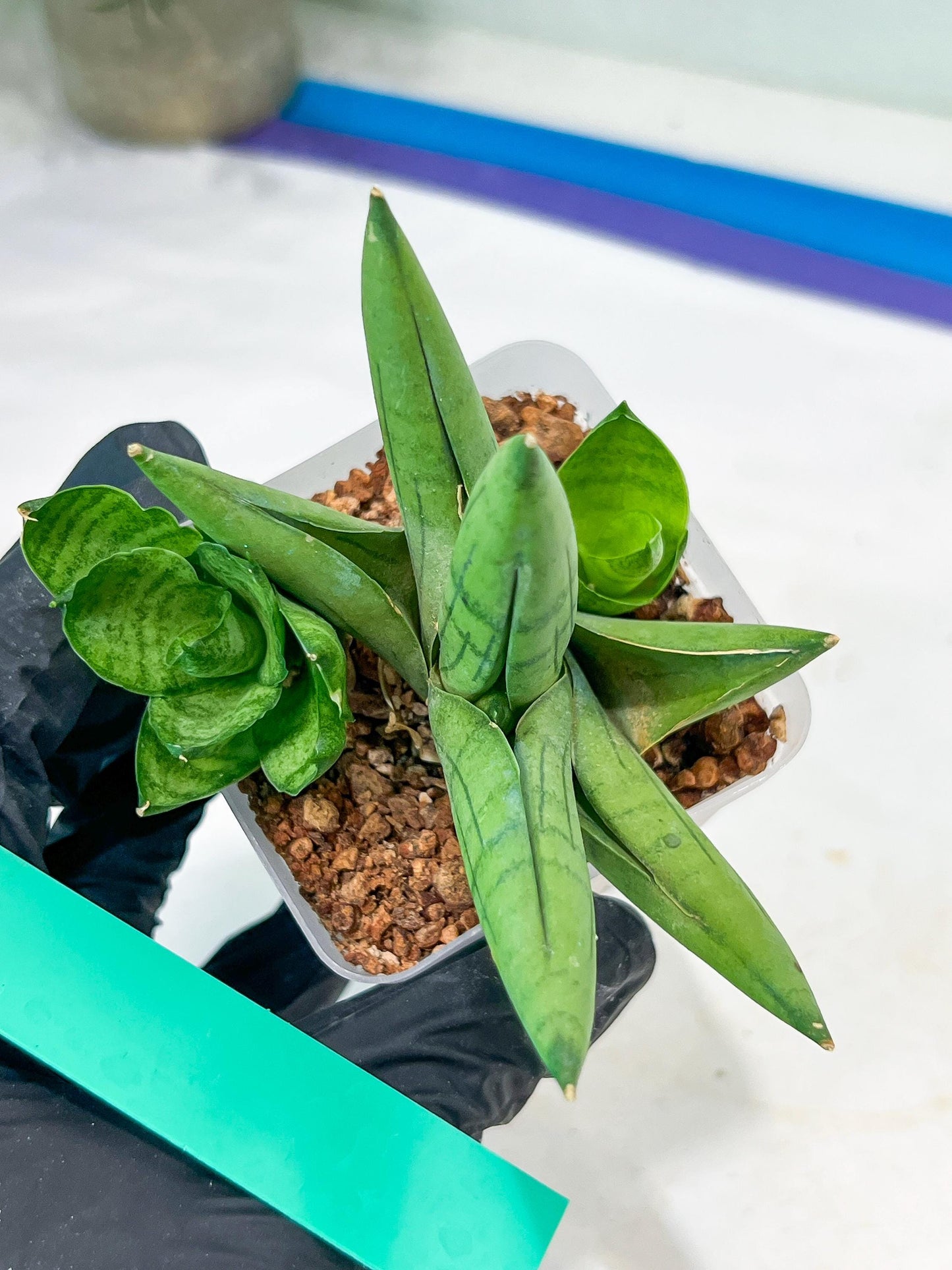 Sansevieria Toob (#AC14) | Rare Imported House Plants | Rare Hybrids