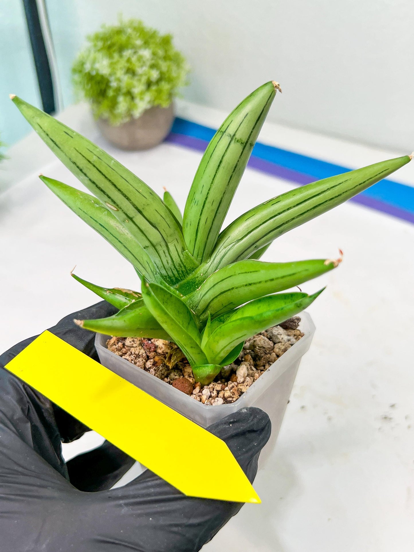 Sansevieria Ice Man (#AC10) | Rare Imported House Plants