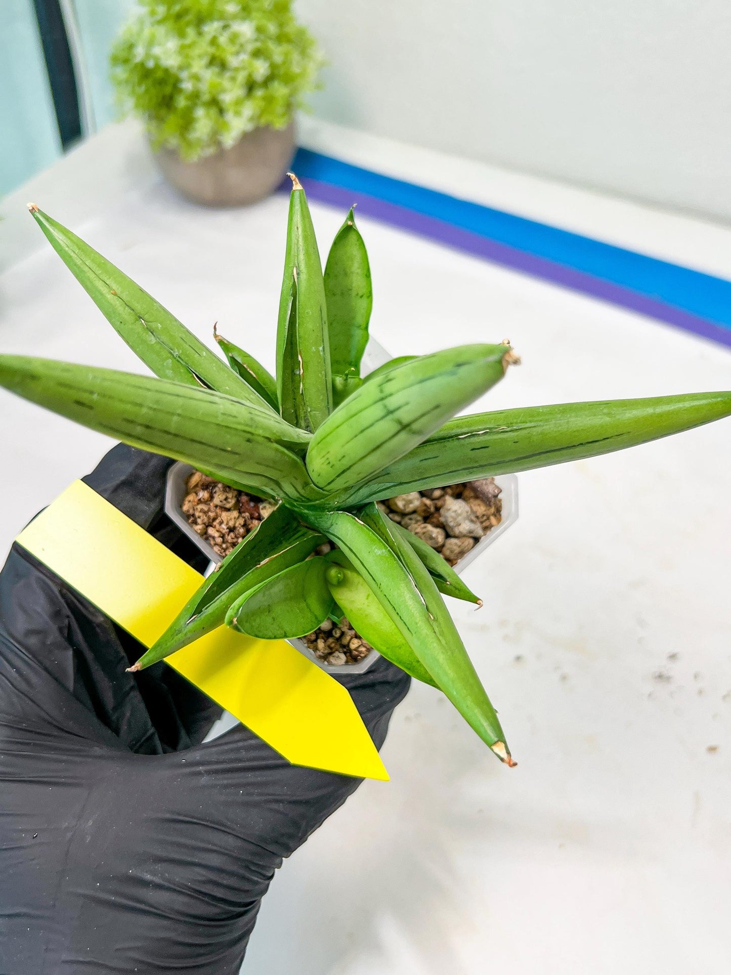 Sansevieria Ice Man (#AC10) | Rare Imported House Plants