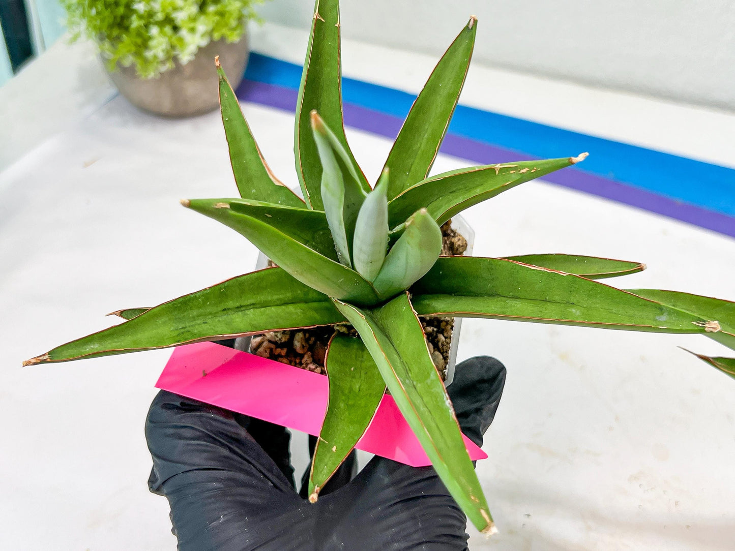 Sansevieria Bai Bid (#RA20) | Rare Hybrid Species