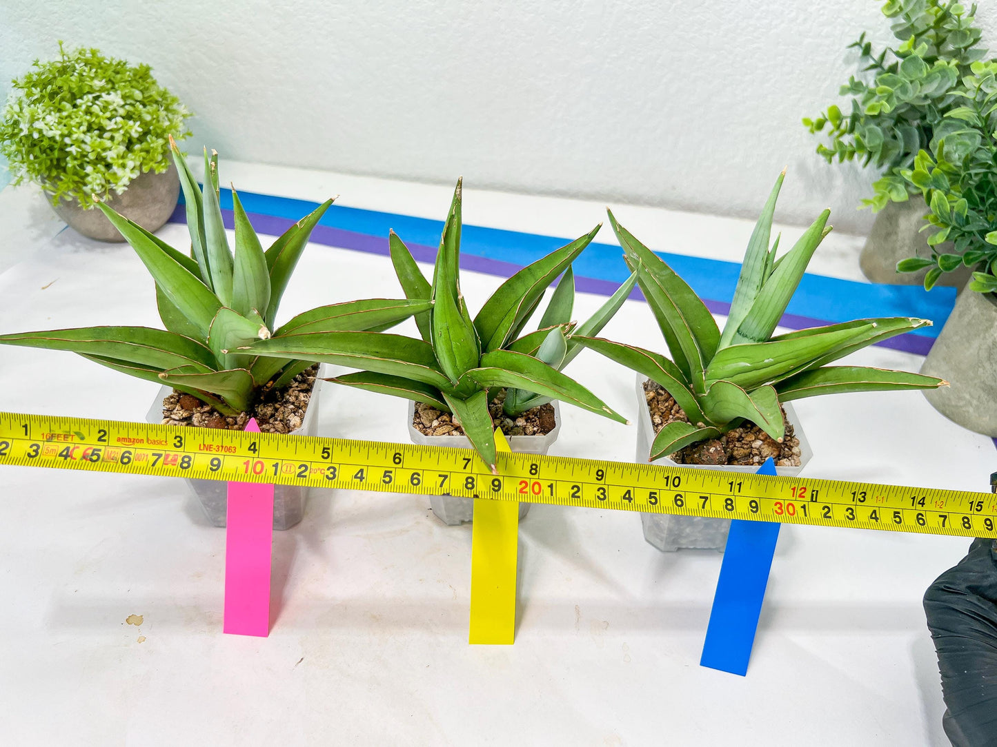 Sansevieria Bai Bid (#RA20) | Rare Hybrid Species