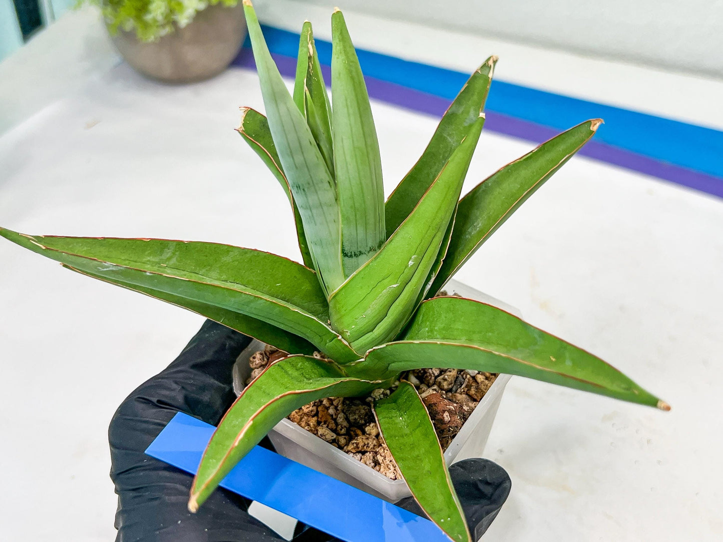 Sansevieria Bai Bid (#RA20) | Rare Hybrid Species