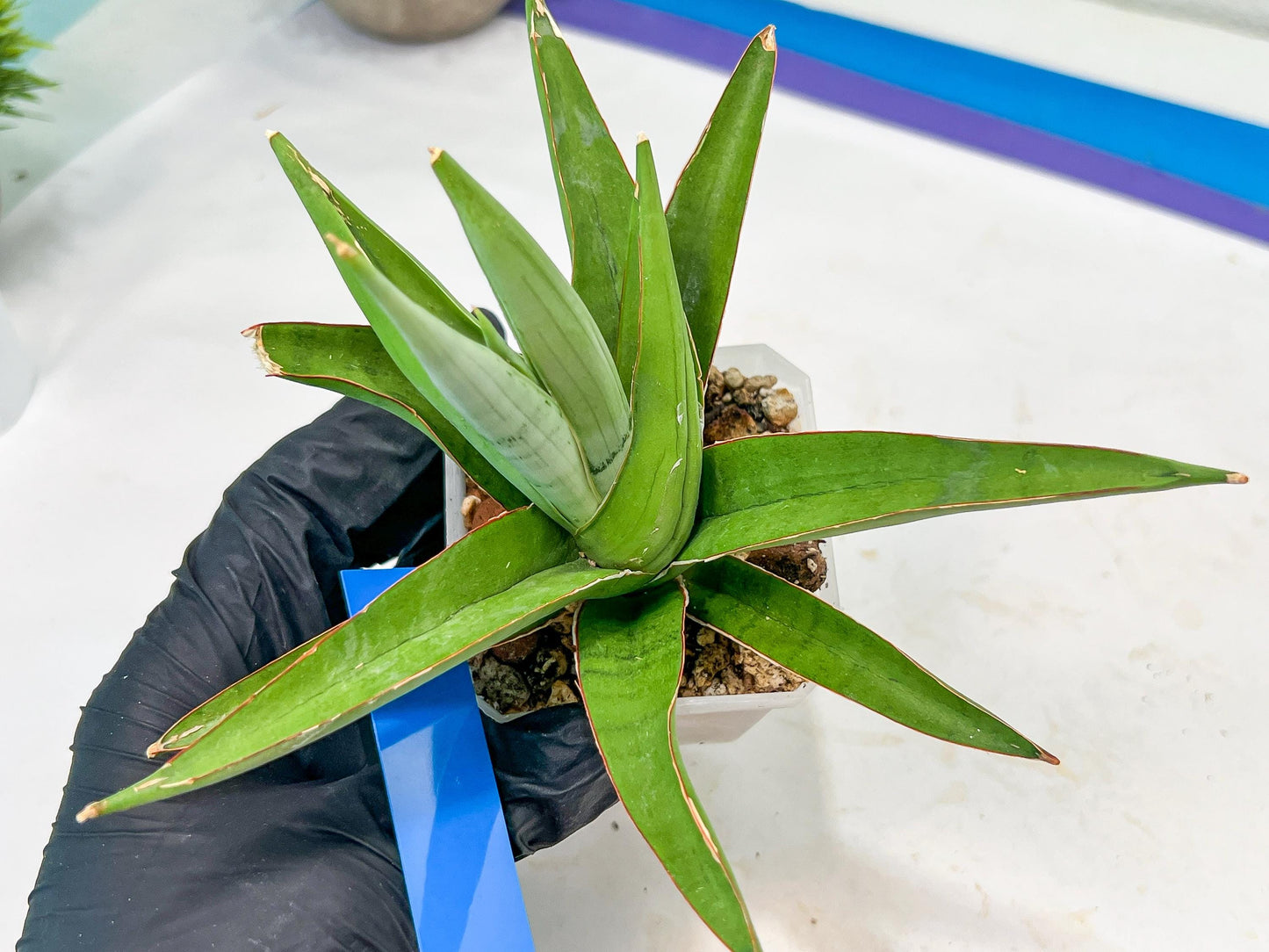 Sansevieria Bai Bid (#RA20) | Rare Hybrid Species