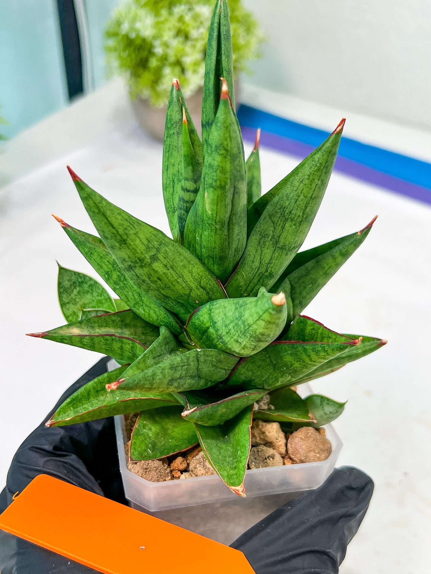 Sansevieria Snowlotus (#RA22) | Imported Indoor Snake Plant