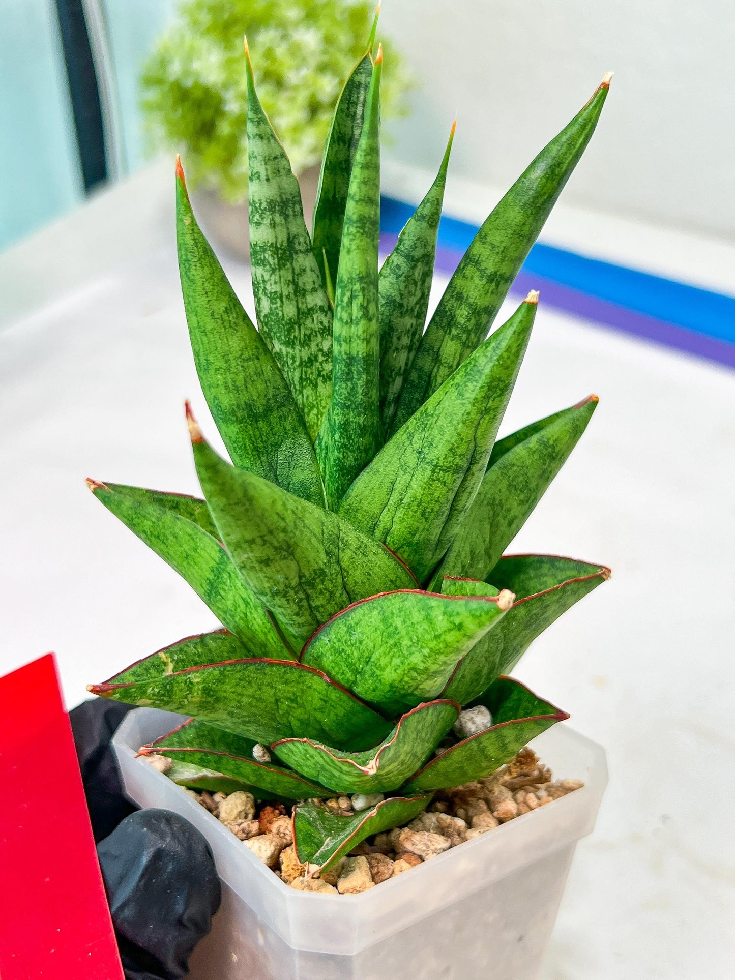 Sansevieria Snowlotus (#RA22) | Imported Indoor Snake Plant