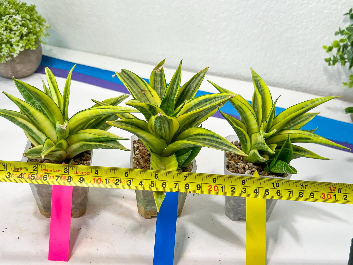 Sansevieria Cordova (#RA23) | Imported Plants | Rare Hybrid Species