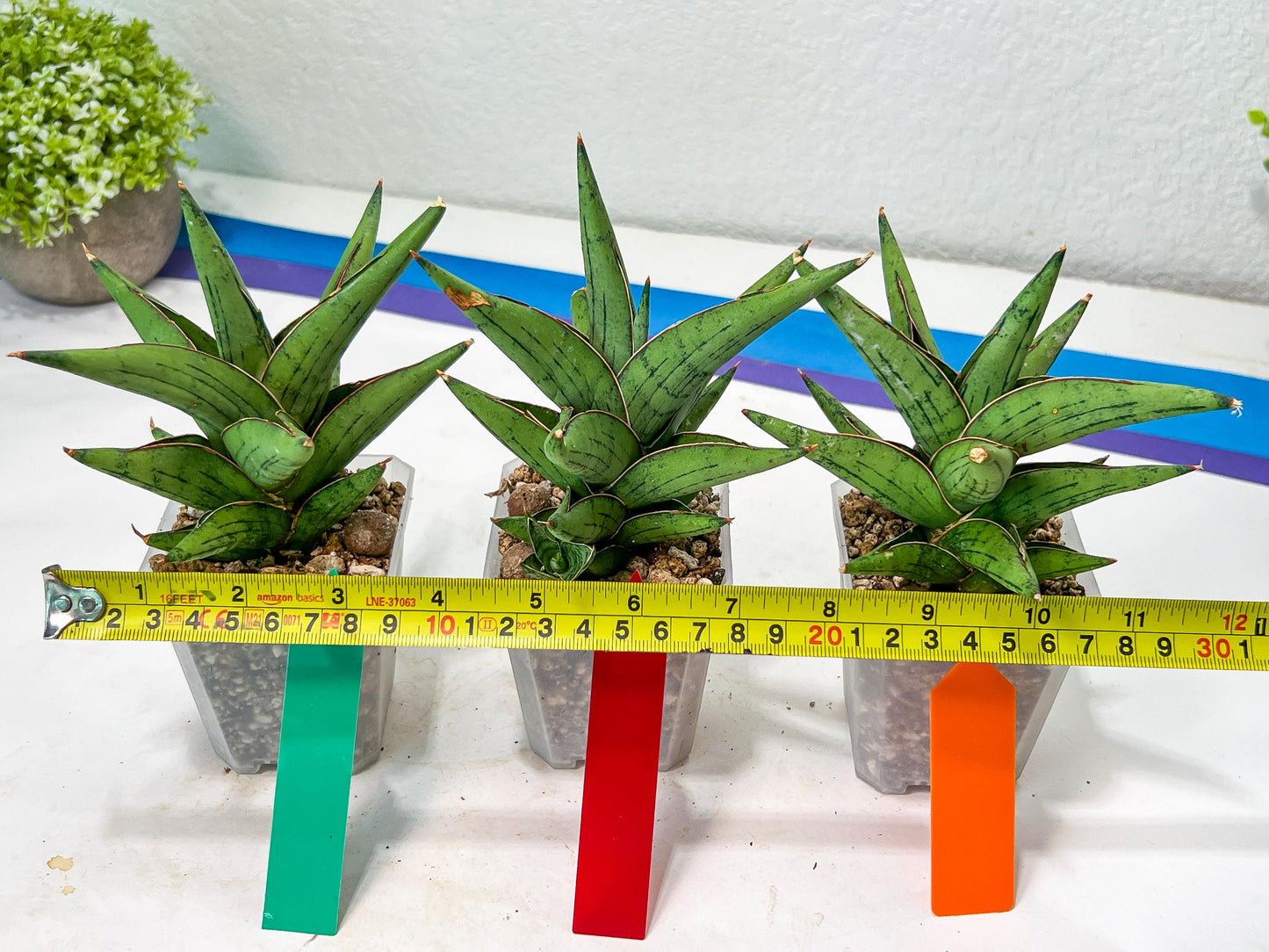 Sansevieria Nonlawee (#RA24) | Imported Snake Plants