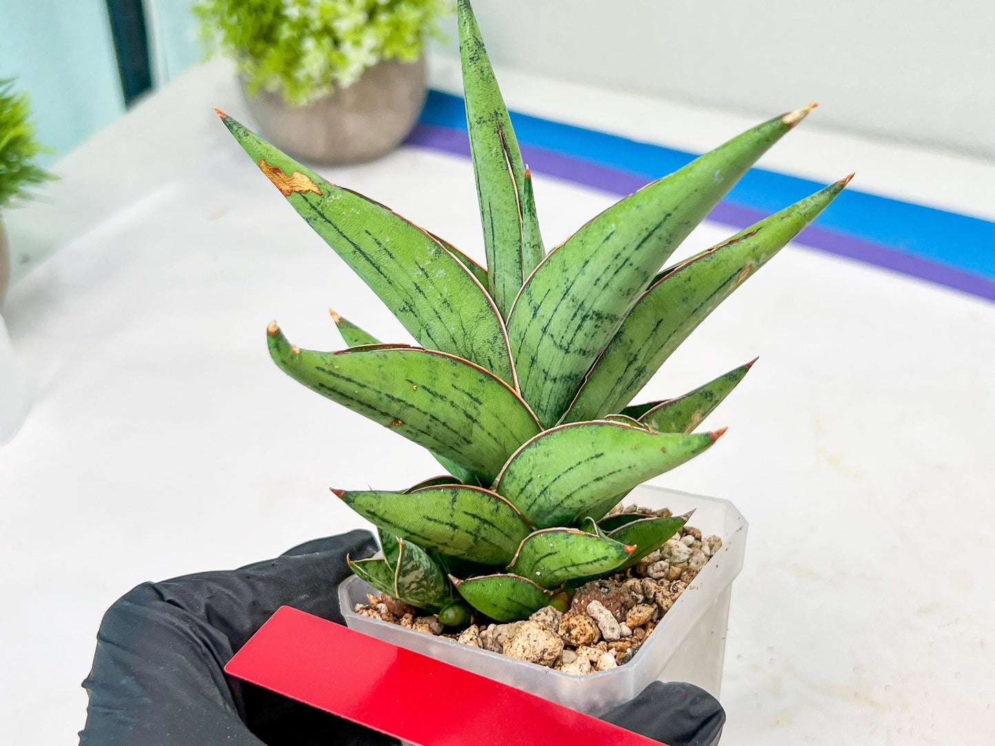 Sansevieria Nonlawee (#RA24) | Imported Snake Plants