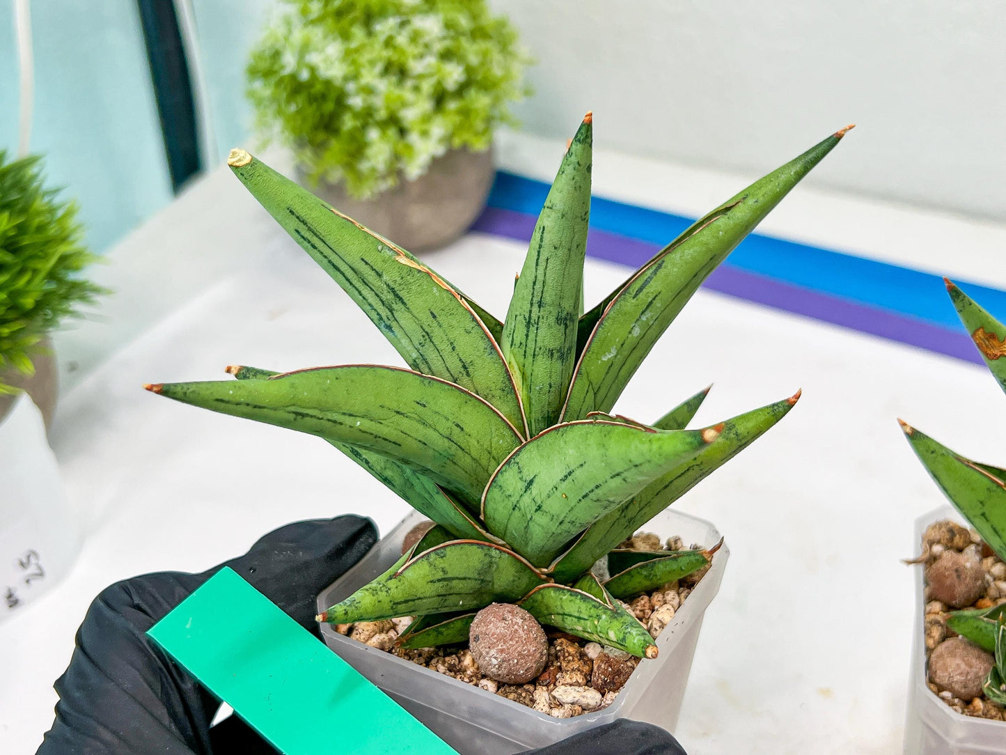 Sansevieria Nonlawee (#RA24) | Imported Snake Plants