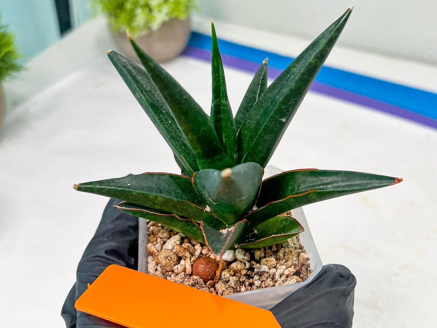Sansevieria Boo (#RA26) | Imported Plants | Rare Hybrid Species