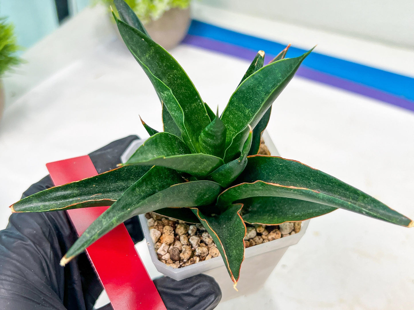 Sansevieria Boo (#RA26) | Imported Plants | Rare Hybrid Species