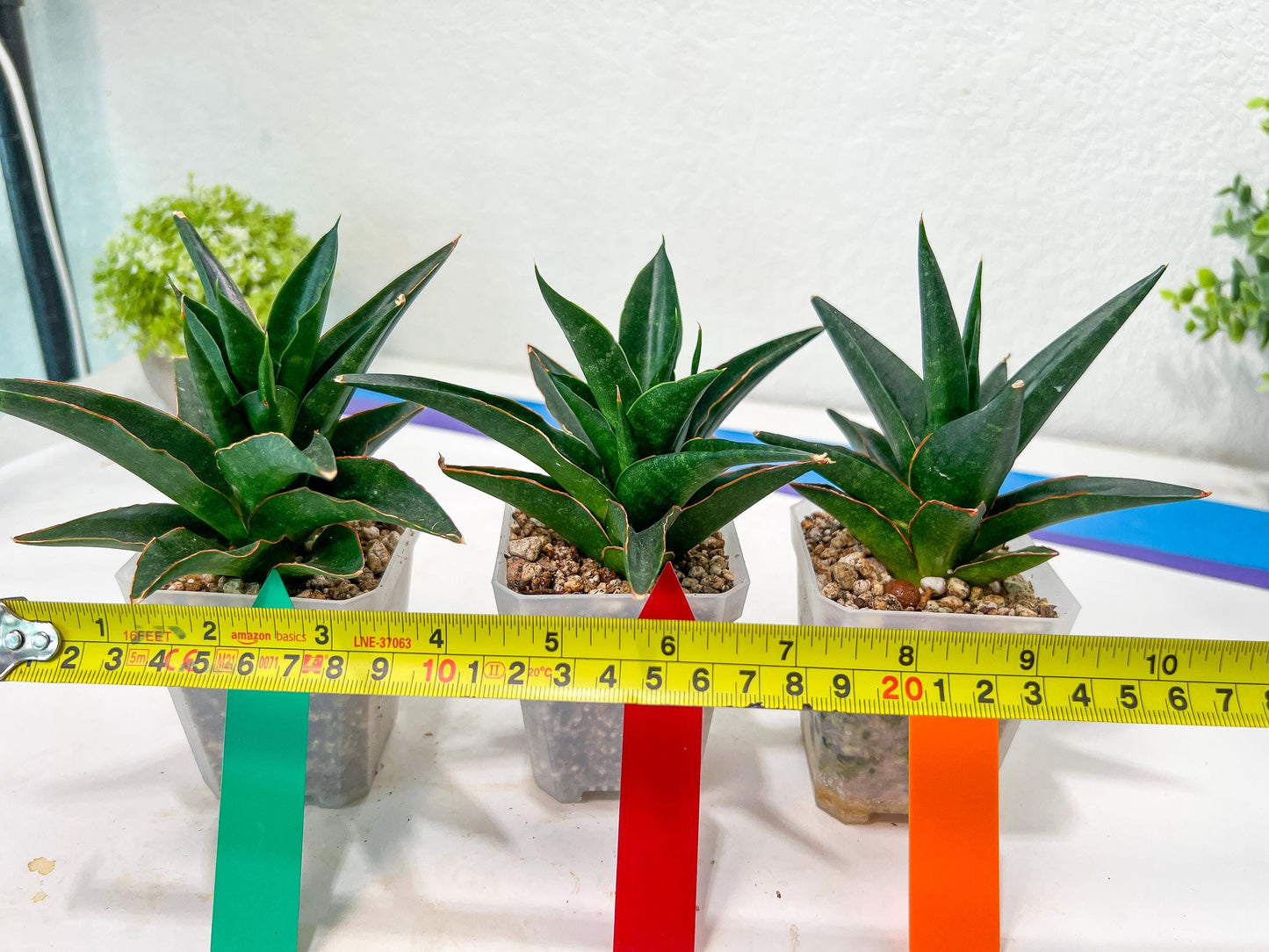Sansevieria Boo (#RA26) | Imported Plants | Rare Hybrid Species