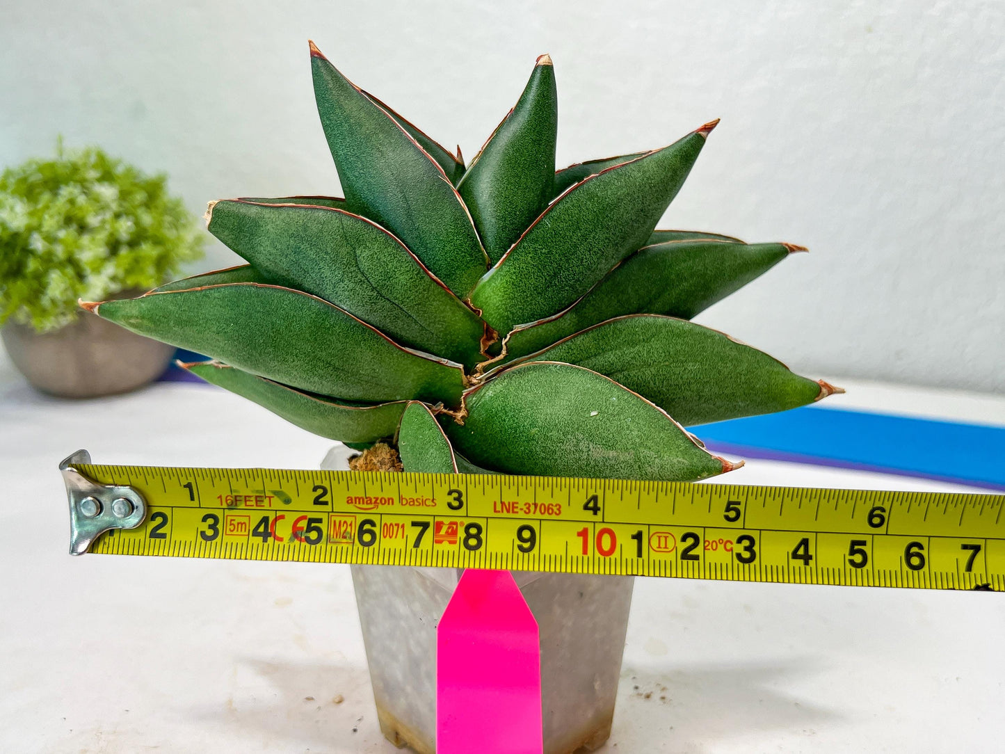 Sansevieria Noah's Ark (RA29) | Imported Plants | Rare Hybrid Species