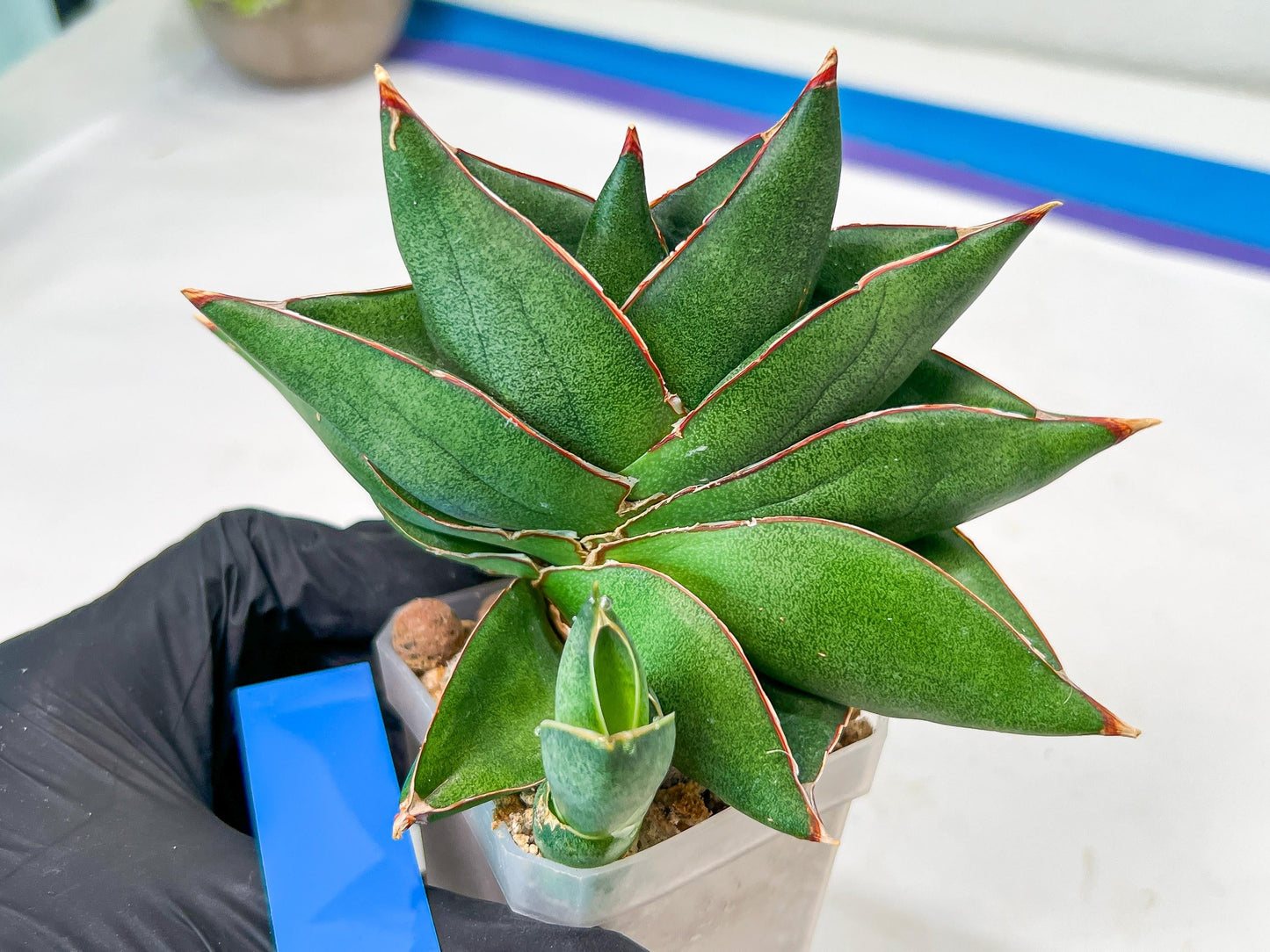 Sansevieria Noah's Ark (RA29) | Imported Plants | Rare Hybrid Species