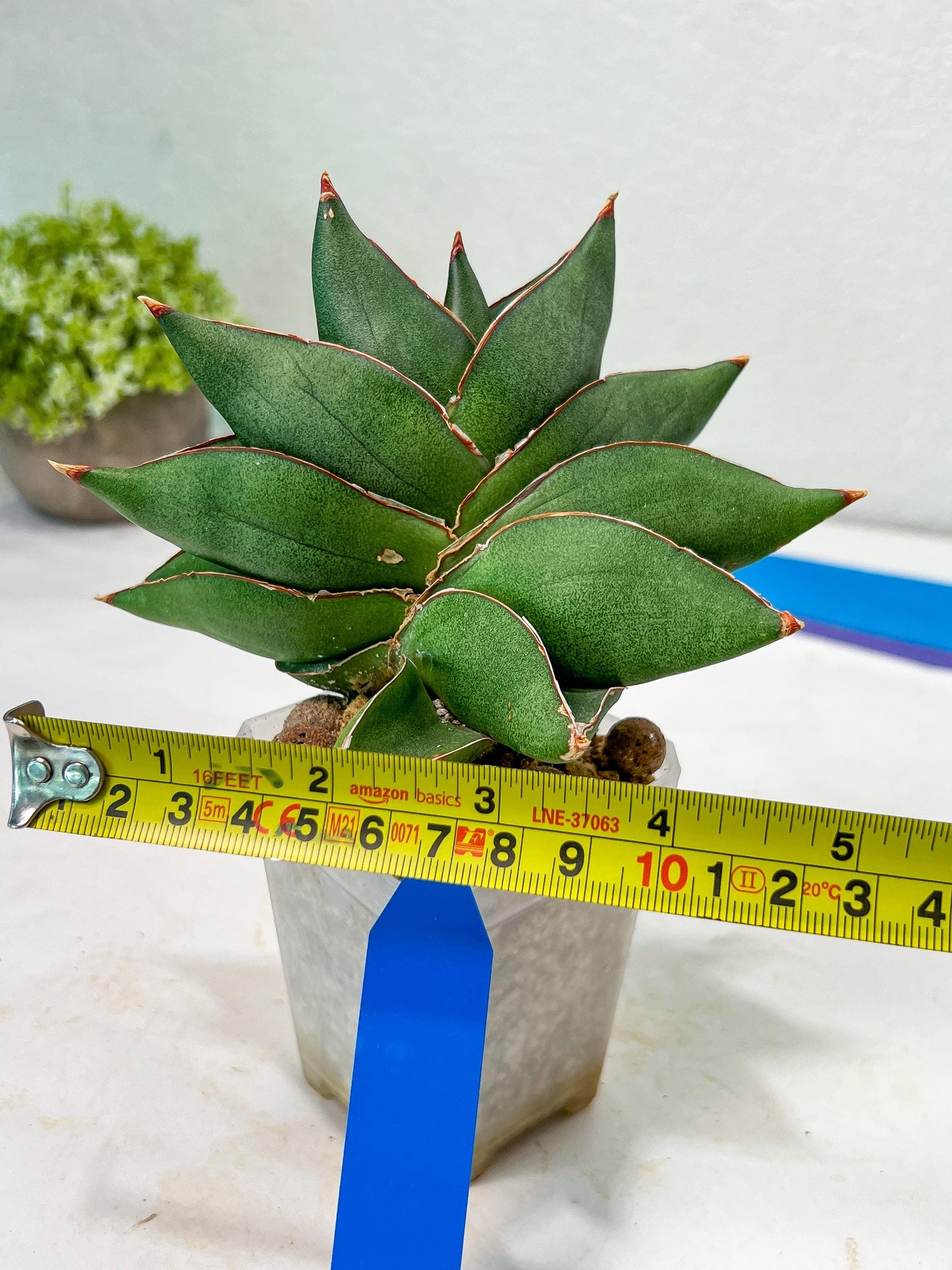 Sansevieria Noah's Ark (RA29) | Imported Plants | Rare Hybrid Species