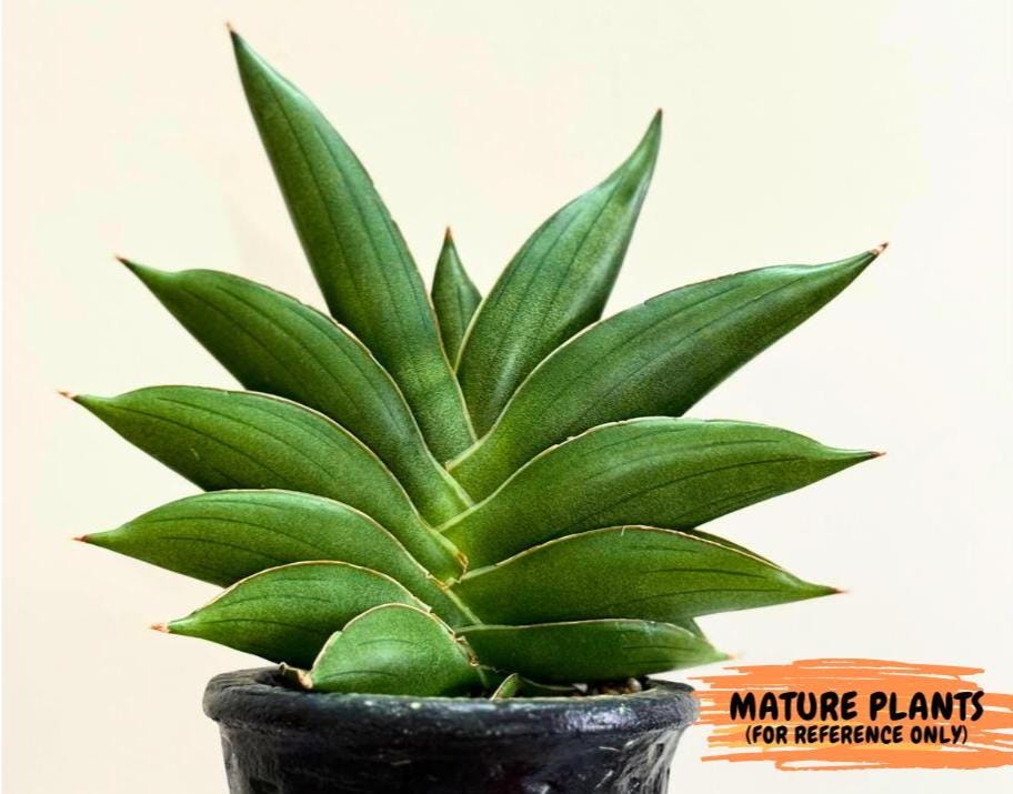 Sansevieria Bilbao (#RA30) | Rare Hybrid Species