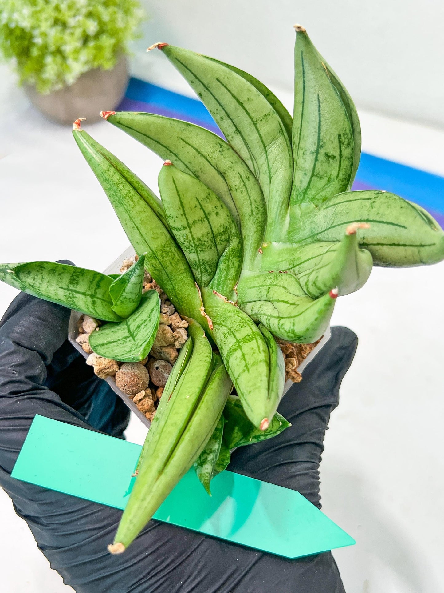 Sansevieria Meedee Mutant (B2) | Imported Plants | Rare Hybrid Species