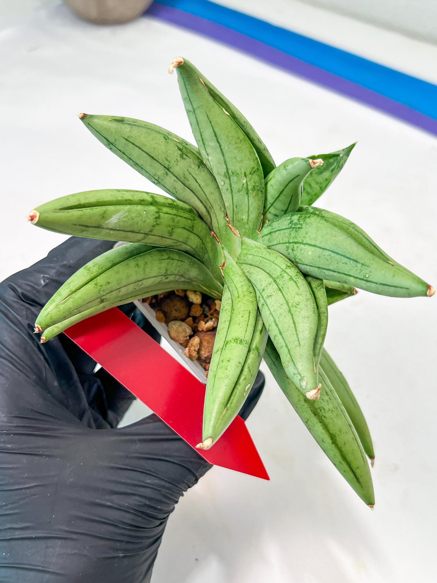 Sansevieria Meedee Mutant (B2) | Imported Plants | Rare Hybrid Species