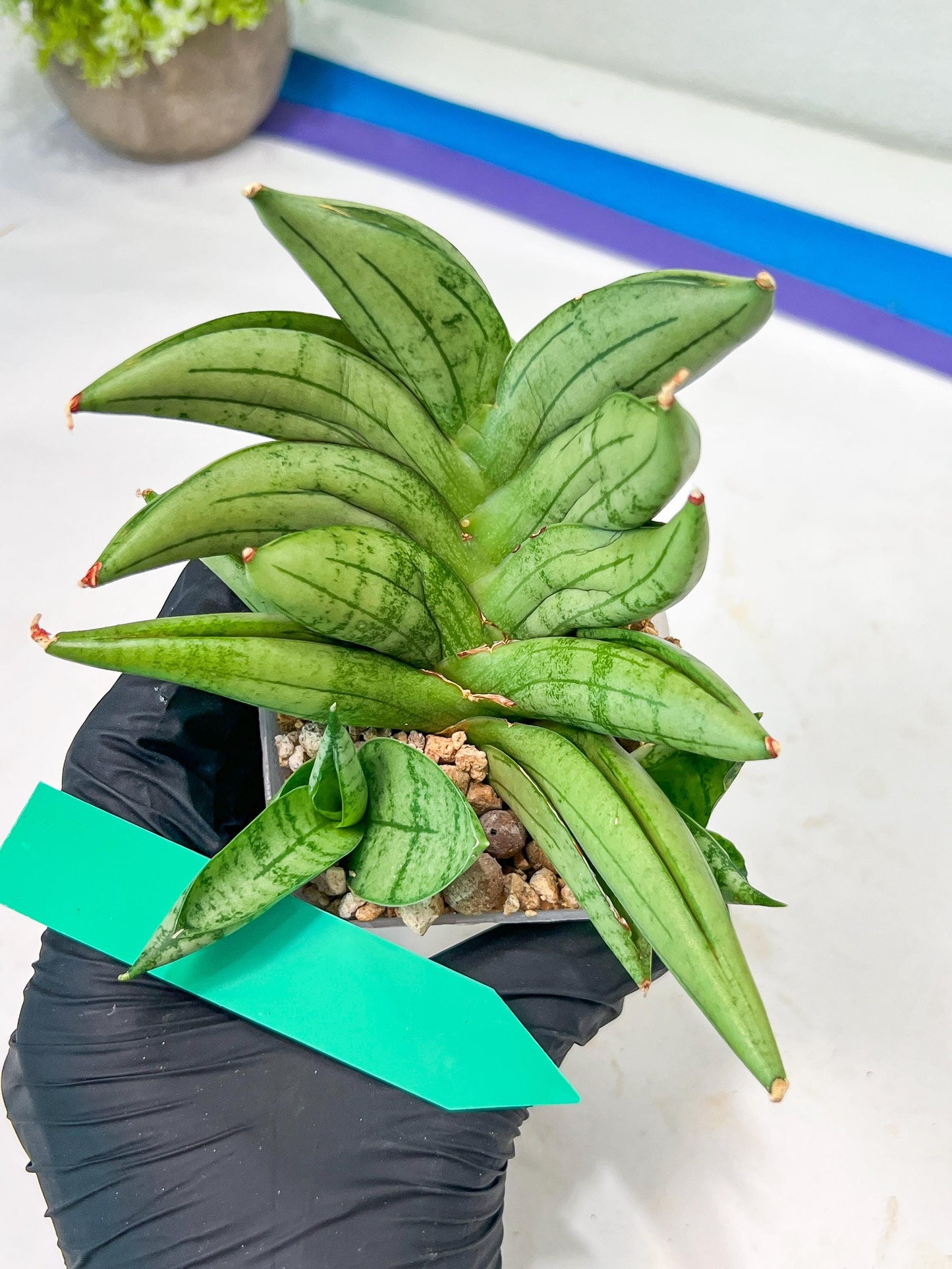 Sansevieria Meedee Mutant (B2) | Imported Plants | Rare Hybrid Species