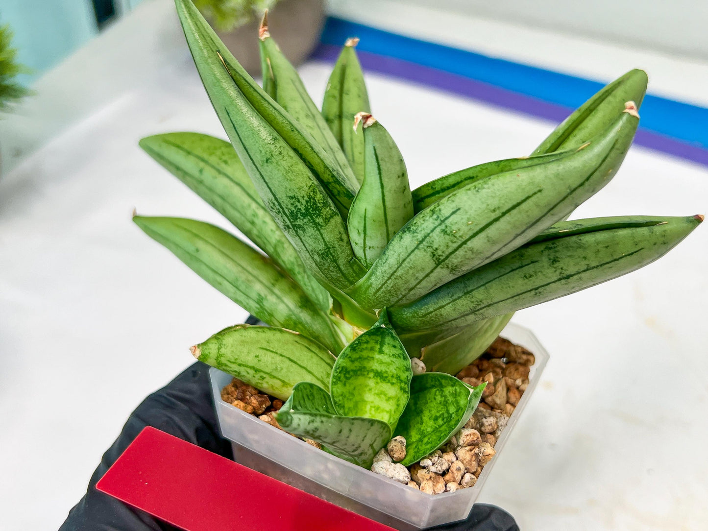 Sansevieria Meedee Mutant (B2) | Imported Plants | Rare Hybrid Species