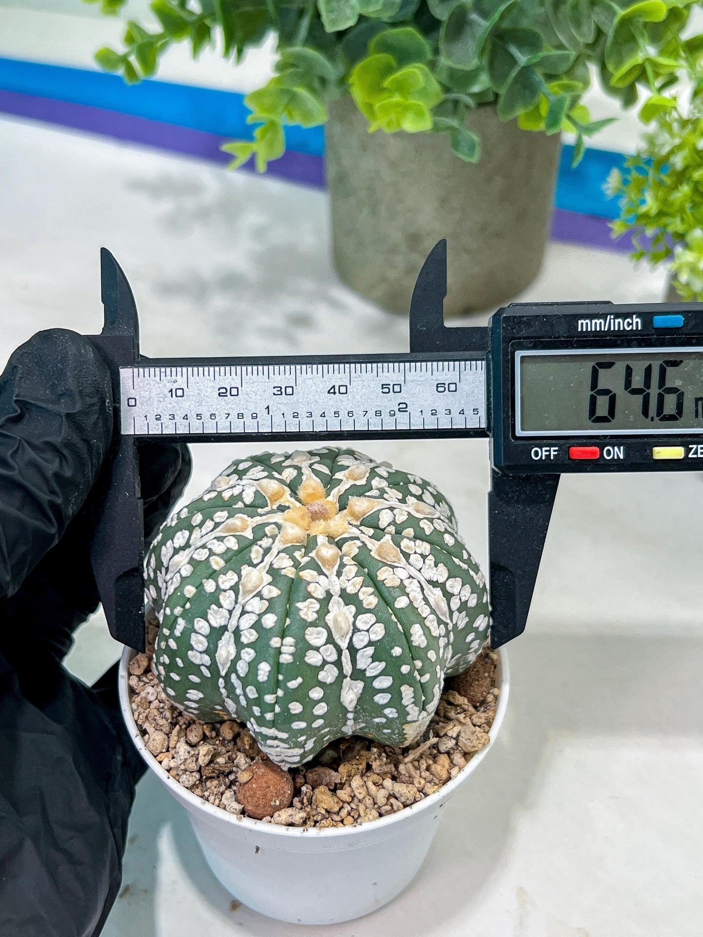 Astrophytum V-Type (#T1G2) | Las Vegas Plant Shop | 3"Pots