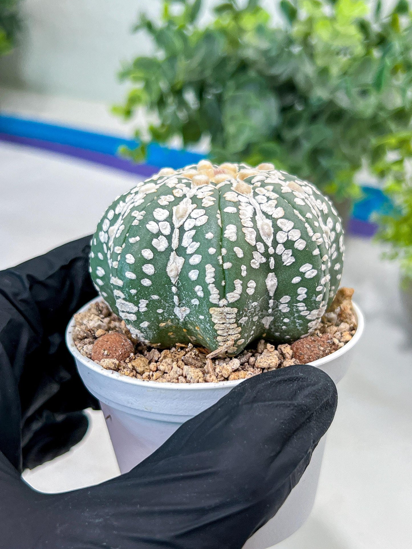 Astrophytum V-Type (#T1G2) | Las Vegas Plant Shop | 3"Pots