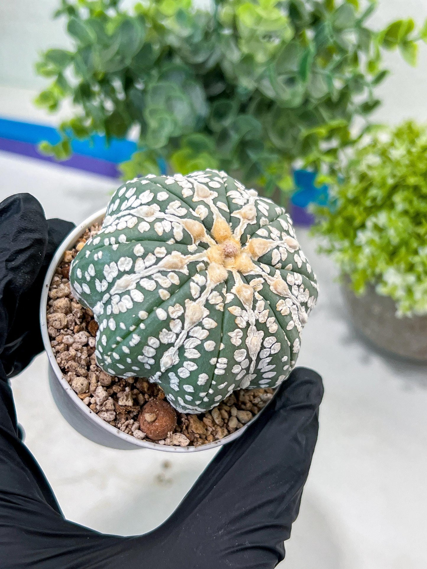Astrophytum V-Type (#T1G2) | Las Vegas Plant Shop | 3"Pots