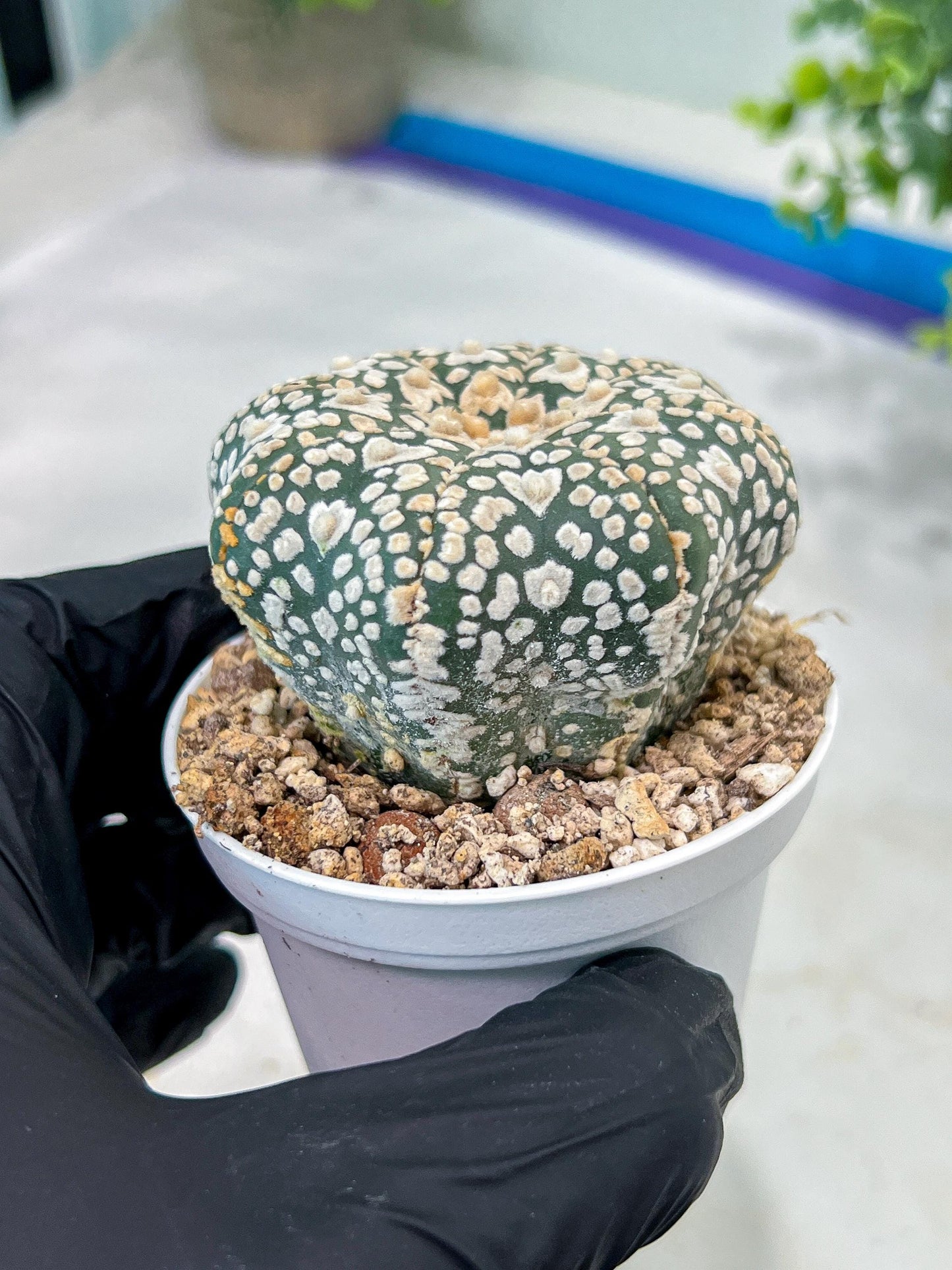 Astrophytum V-Type (#T1G3) | Nevada Botanical Shop | 3" Pot