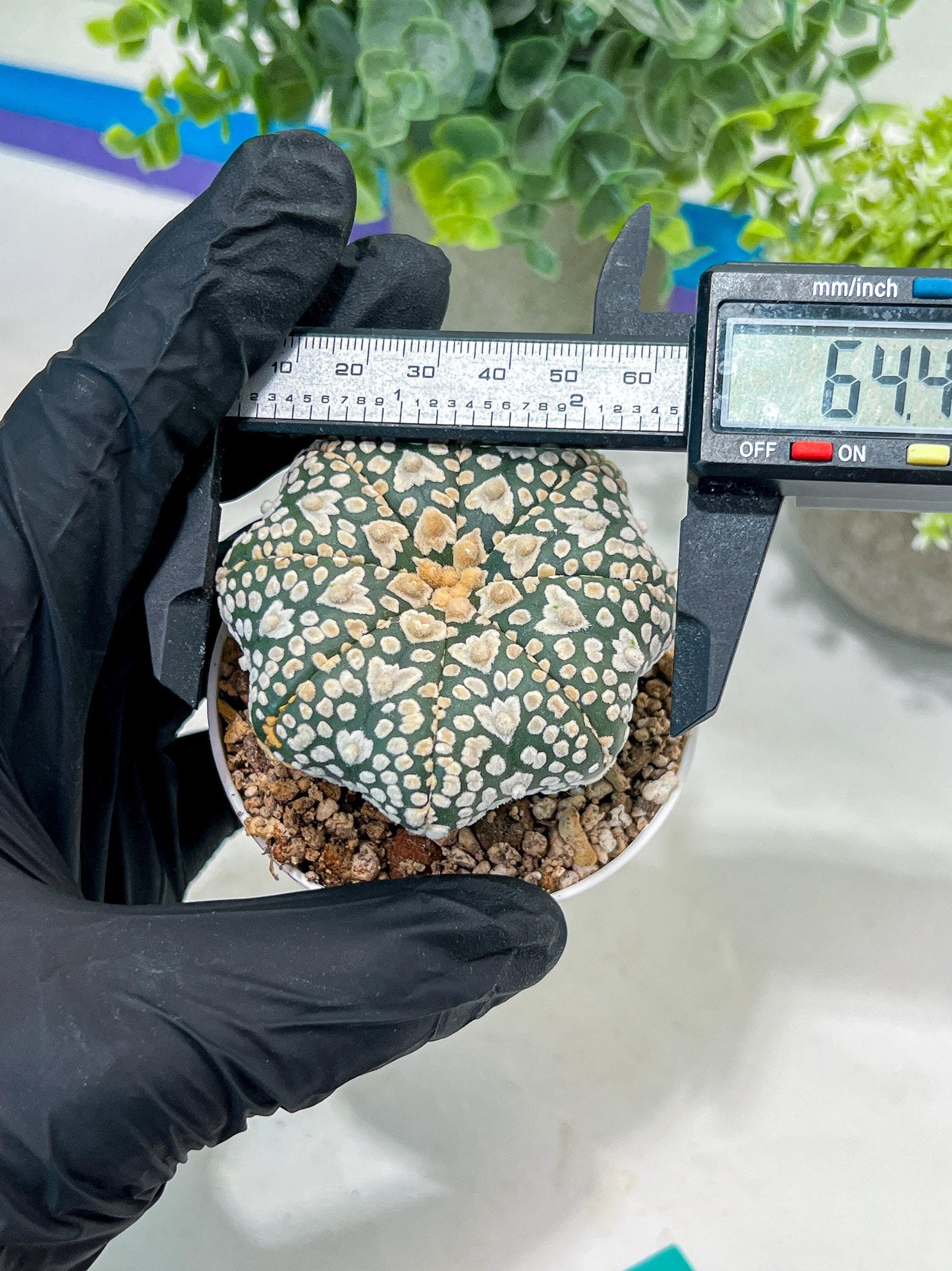 Astrophytum V-Type (#T1G3) | Nevada Botanical Shop | 3" Pot