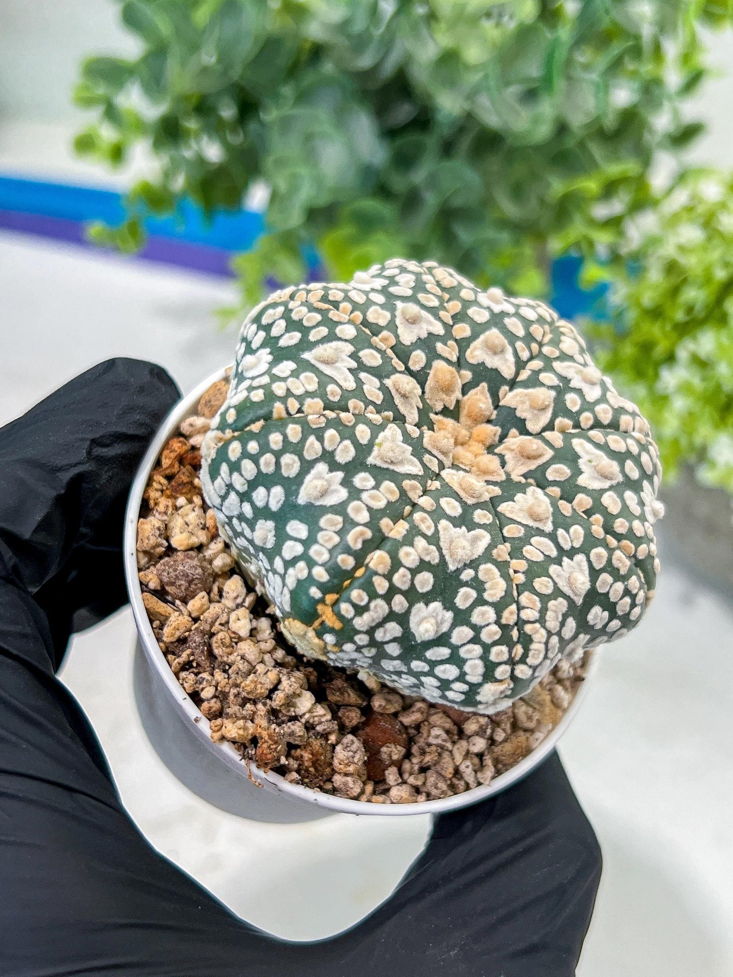 Astrophytum V-Type (#T1G3) | Nevada Botanical Shop | 3" Pot