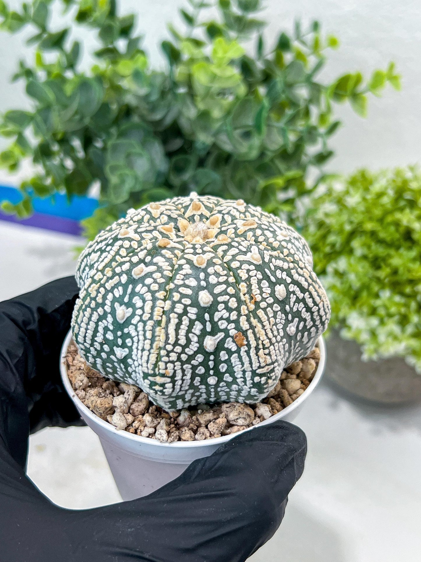 Astrophytum V-Type (#T1G4) | Imported From Japan/korea | 3" Pot