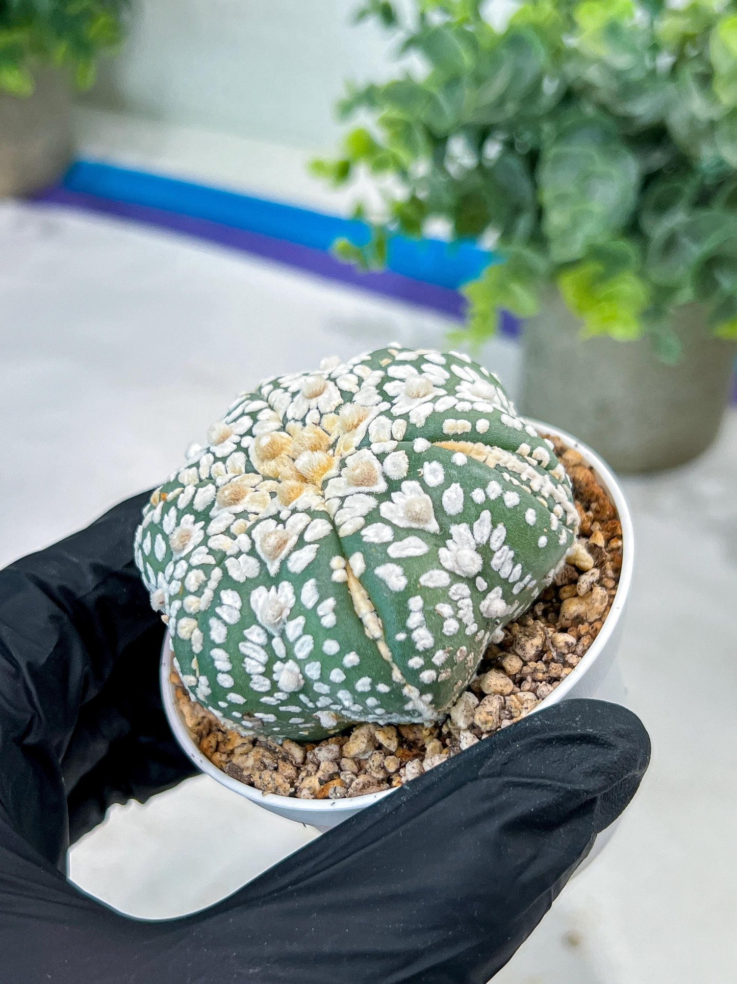 Astrophytum V-Type (#T1G5) | Las Vegas Botanical Shop | 3" Pot