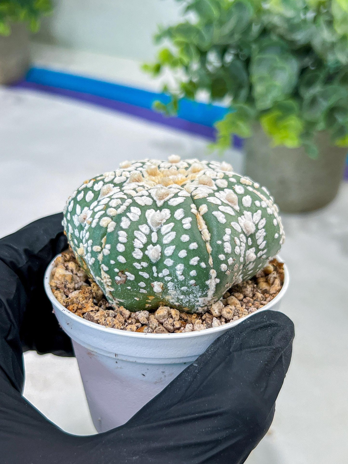Astrophytum V-Type (#T1G5) | Las Vegas Botanical Shop | 3" Pot