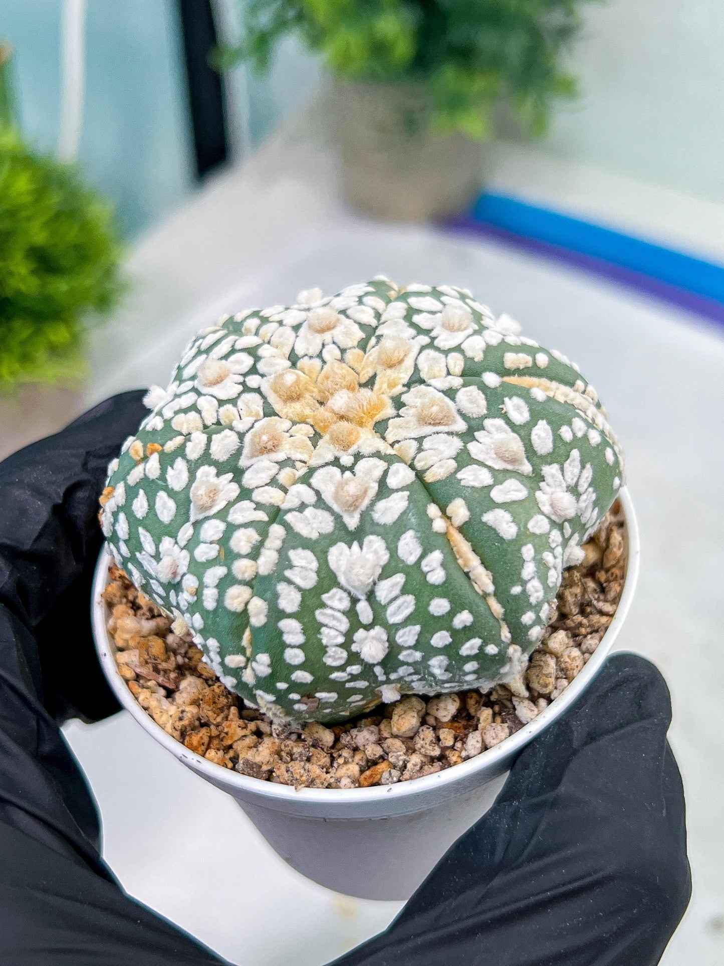 Astrophytum V-Type (#T1G5) | Las Vegas Botanical Shop | 3" Pot