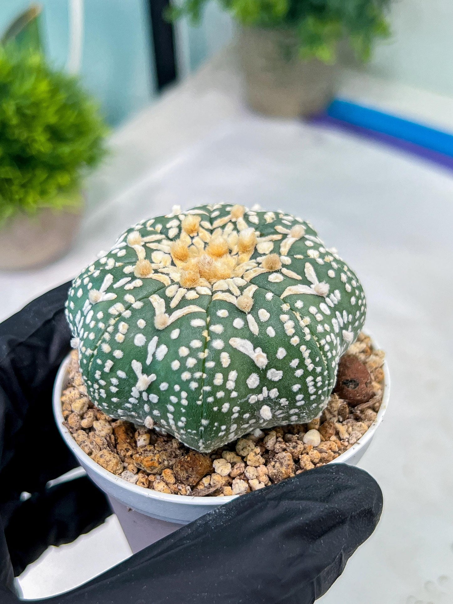 Astrophytum V-Type (#T1G6) | NEVADA Plant Seller | 3" Pot