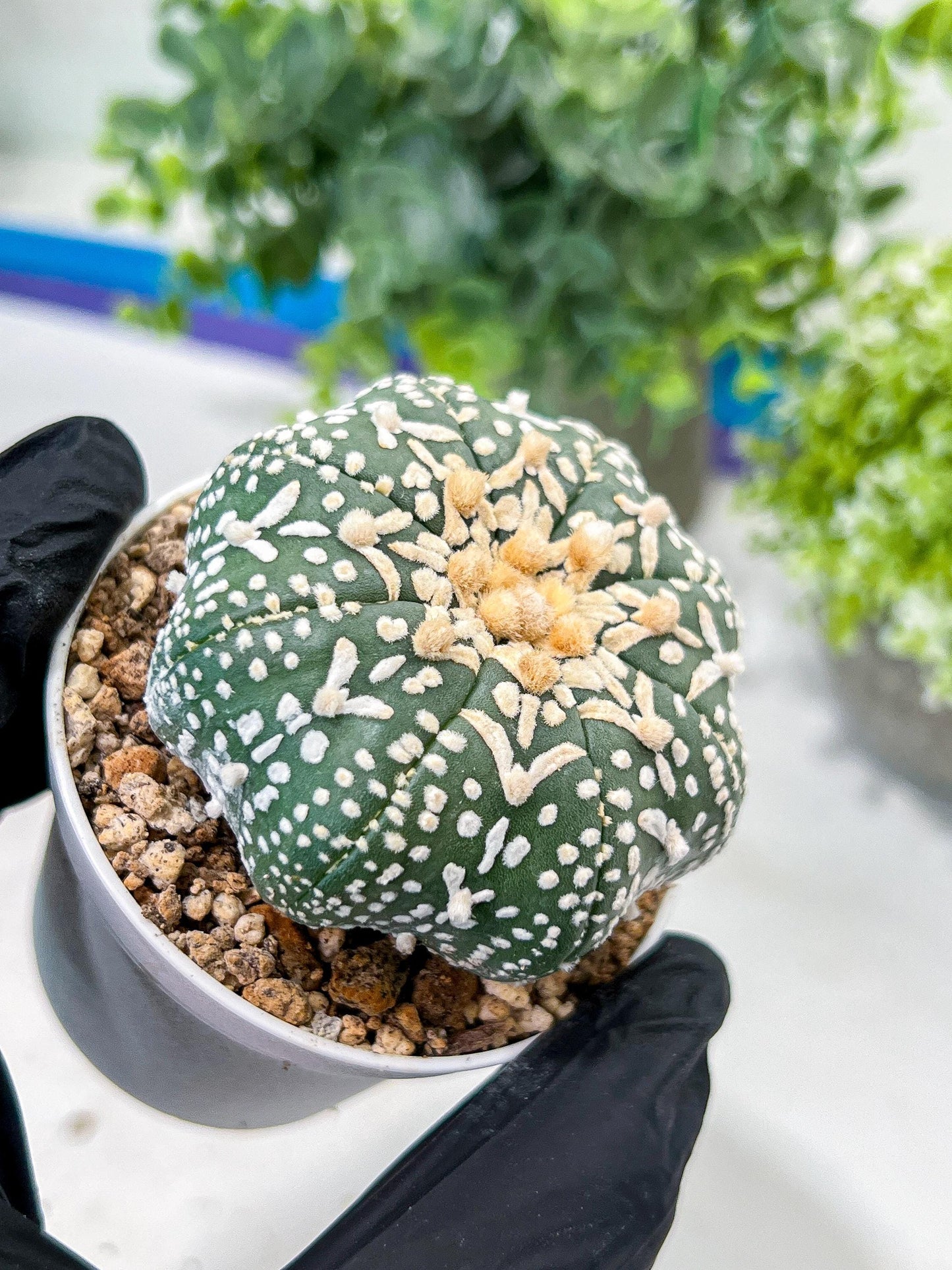 Astrophytum V-Type (#T1G6) | NEVADA Plant Seller | 3" Pot