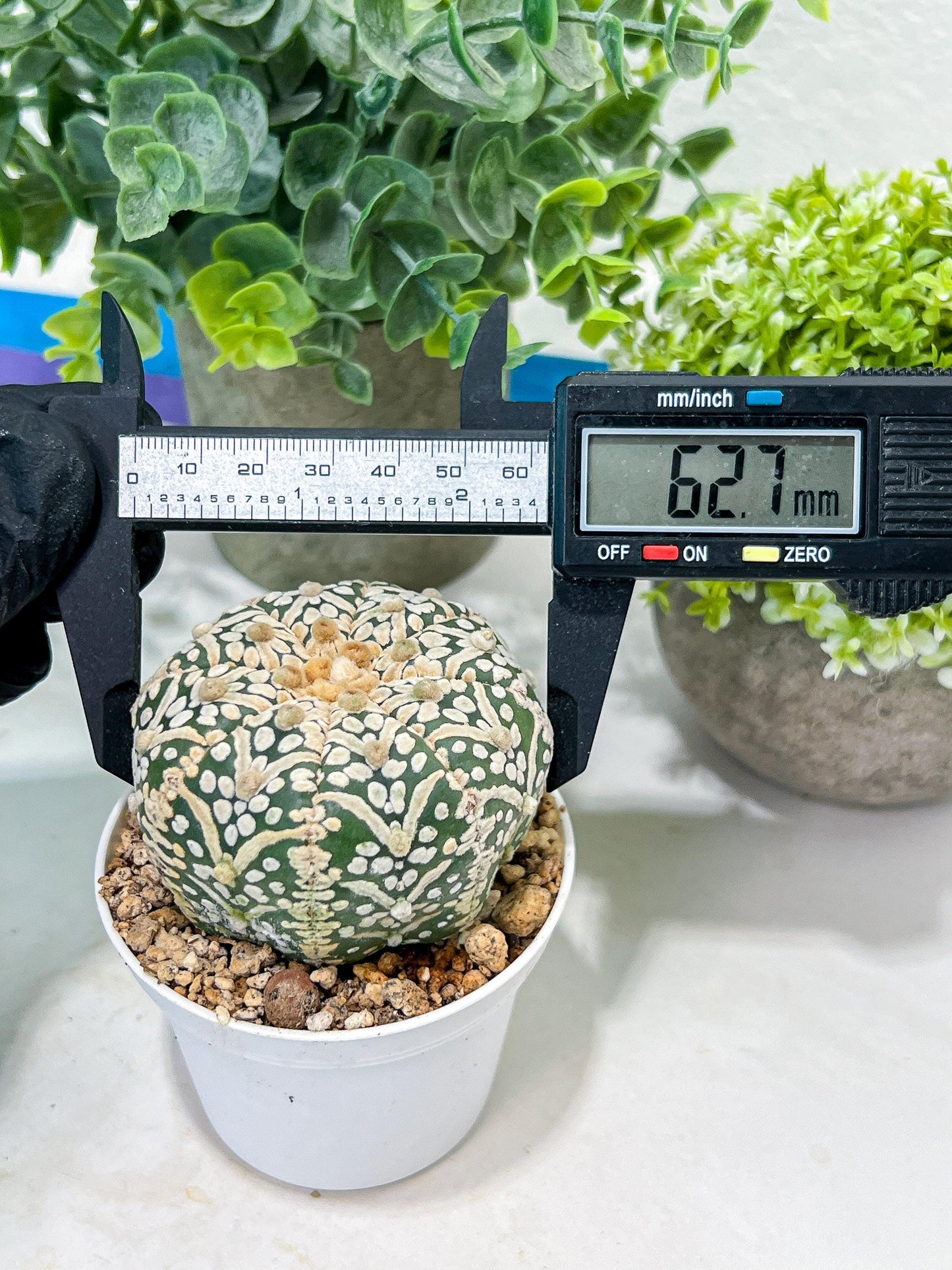 Astrophytum V-Type (#T1G7) | Las Vegas Plant Seller | 3" Pot