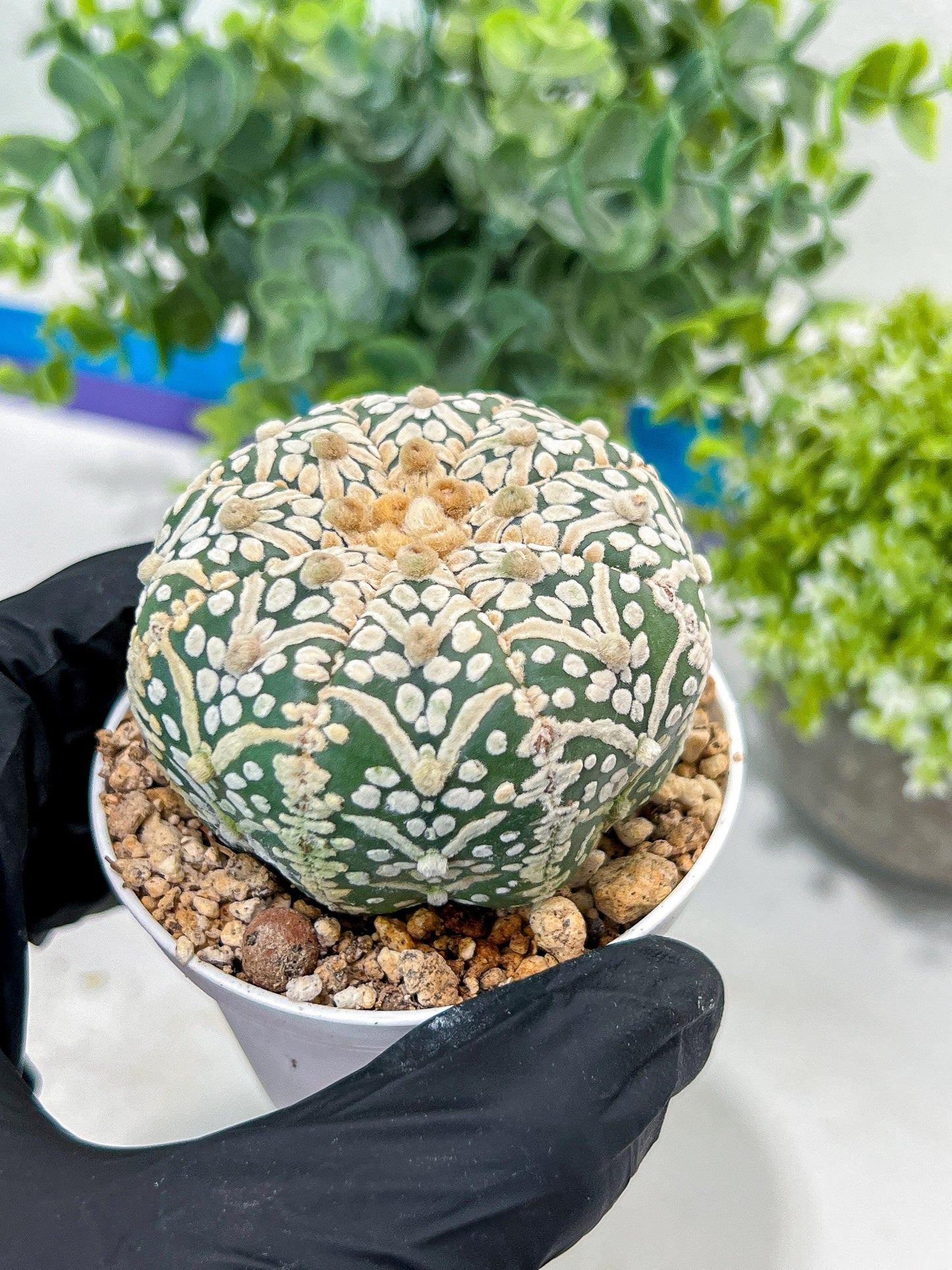 Astrophytum V-Type (#T1G7) | Las Vegas Plant Seller | 3" Pot