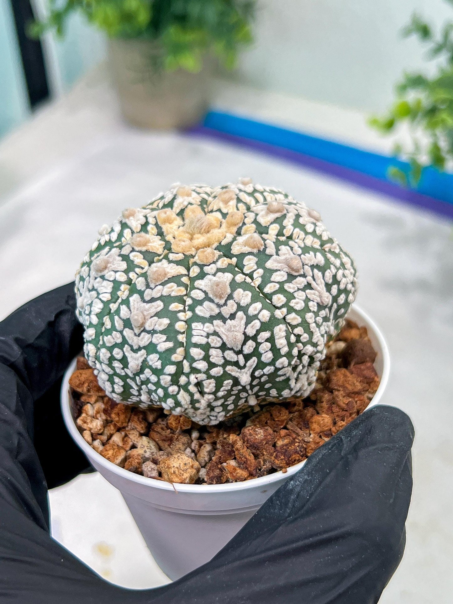 Custom Order- You'll receive the exact live plant (#T1R1) | USA Plant Seller | 3" Pot