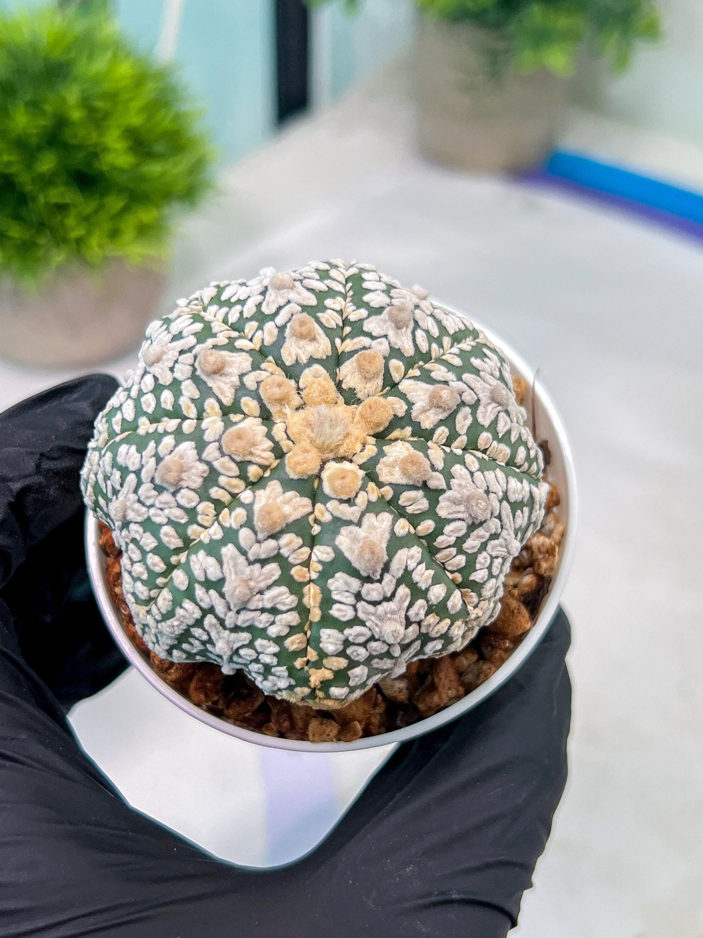 Custom Order- You'll receive the exact live plant (#T1R1) | USA Plant Seller | 3" Pot