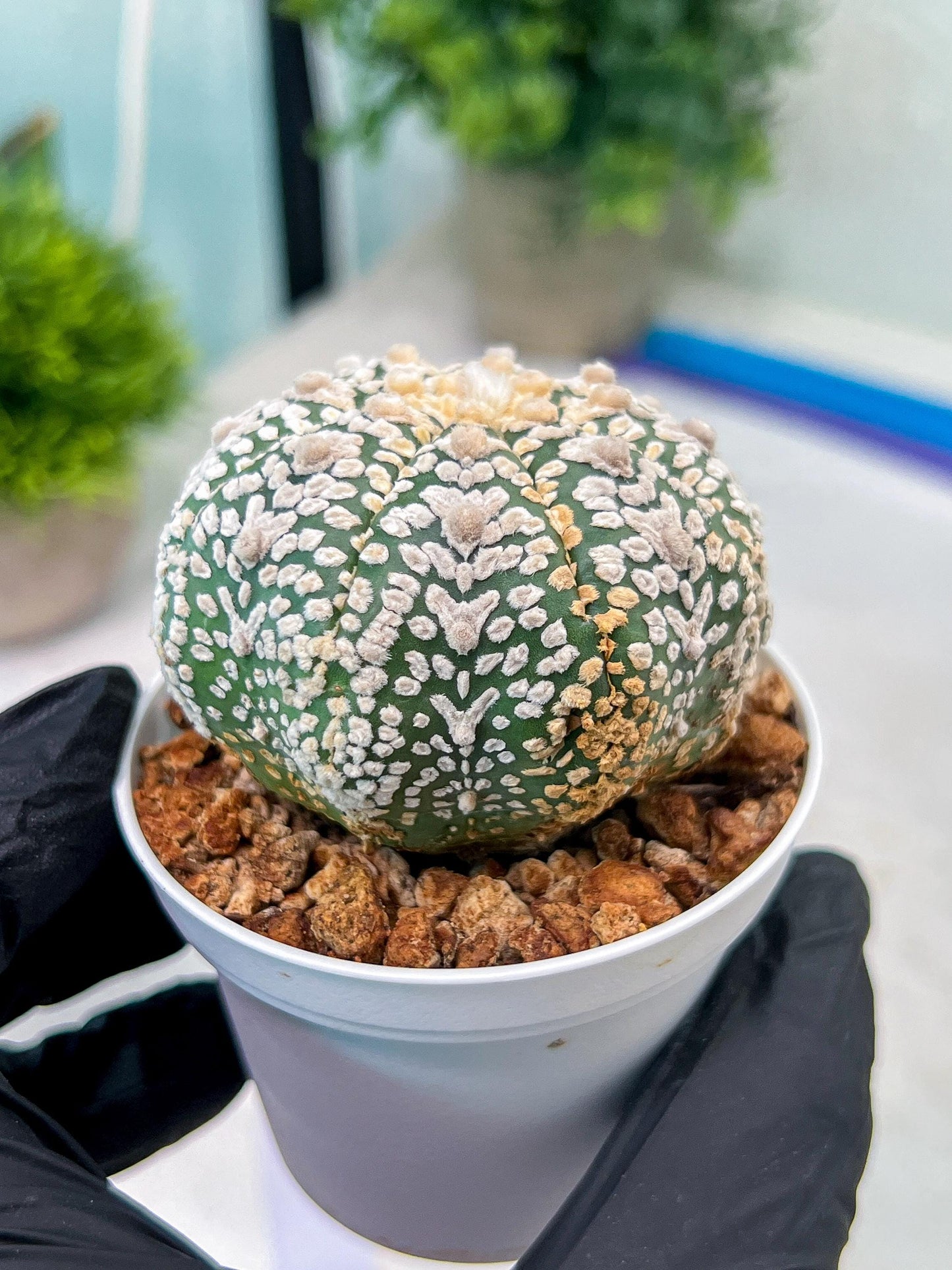 Custom Order- You'll receive the exact live plant (#T1R1) | USA Plant Seller | 3" Pot