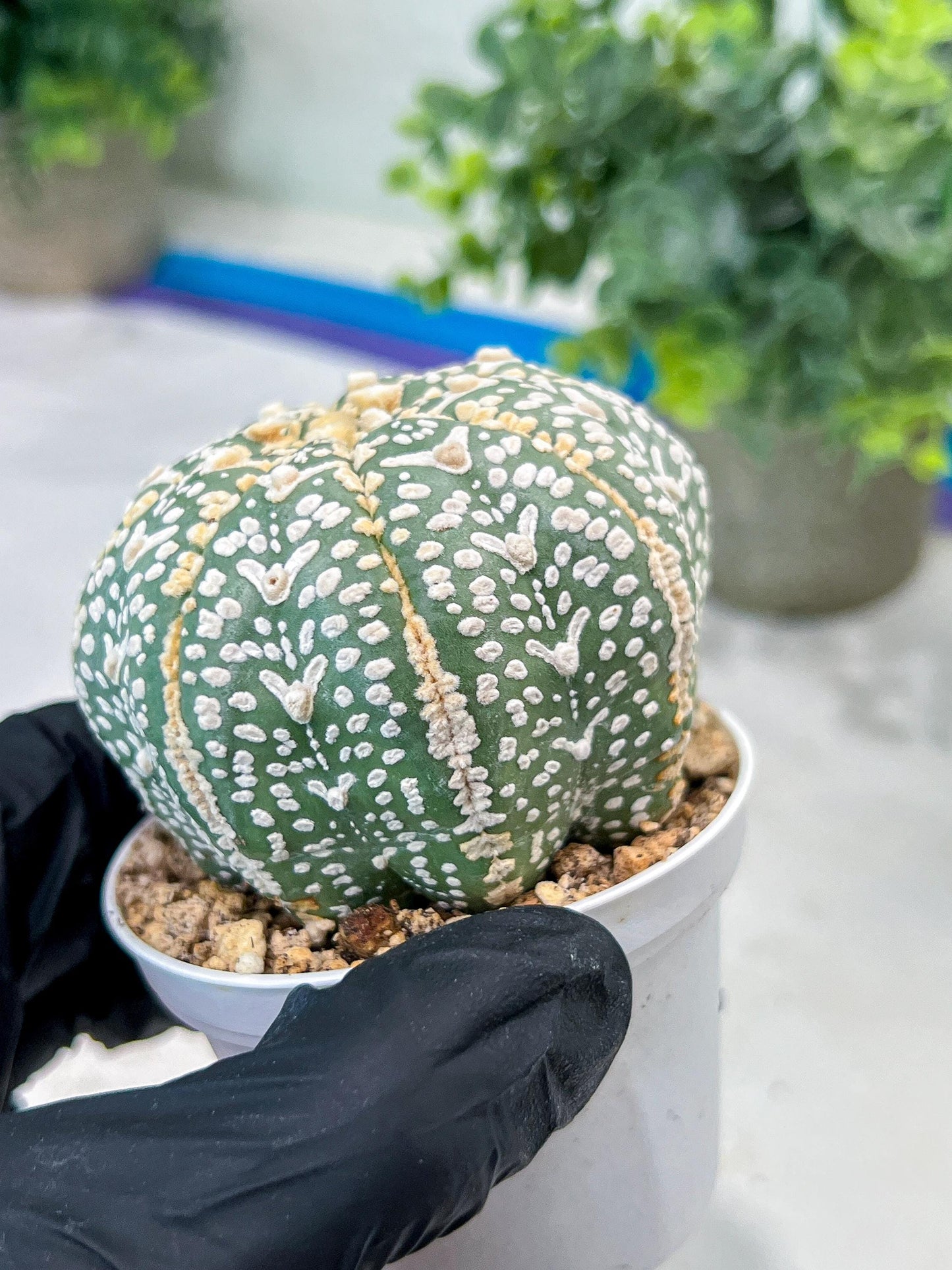 Custom Order- You'll receive the exact live plant (#T1R2) | USA Plant Seller | 3" Pot