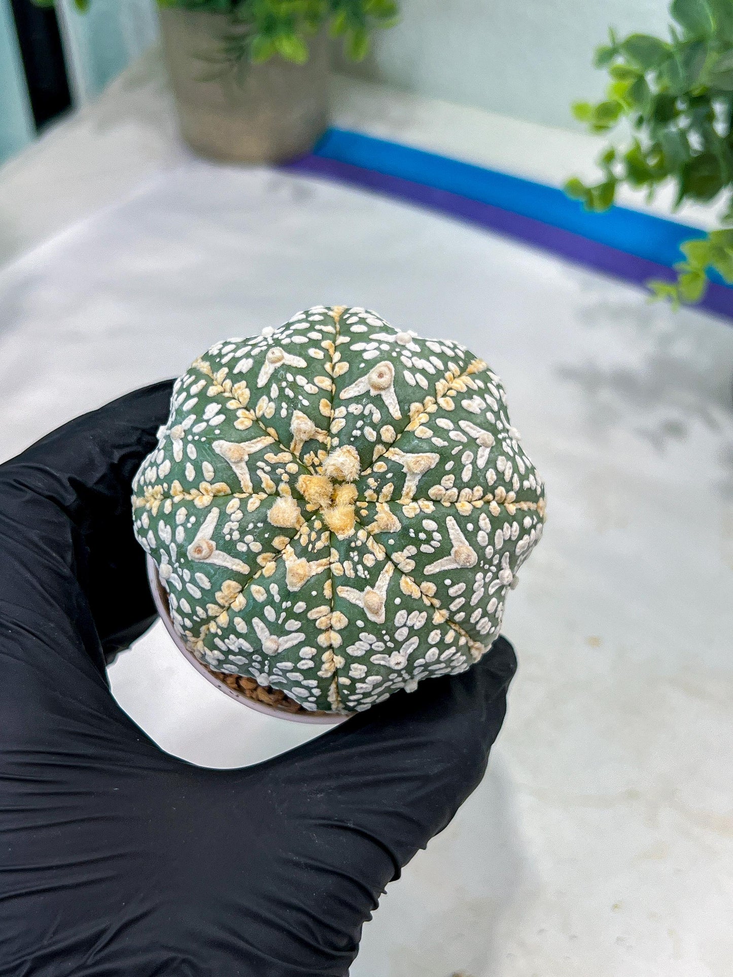 Custom Order- You'll receive the exact live plant (#T1R2) | USA Plant Seller | 3" Pot