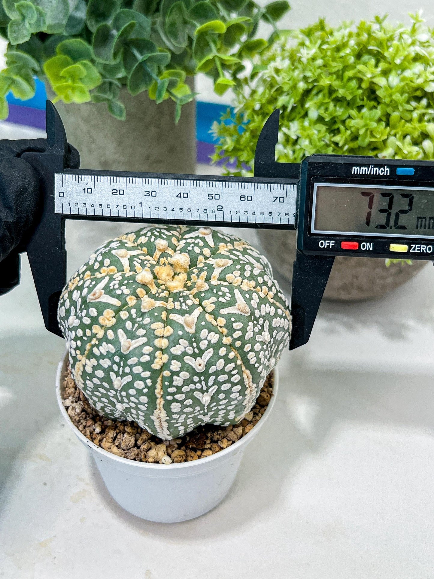 Custom Order- You'll receive the exact live plant (#T1R2) | USA Plant Seller | 3" Pot