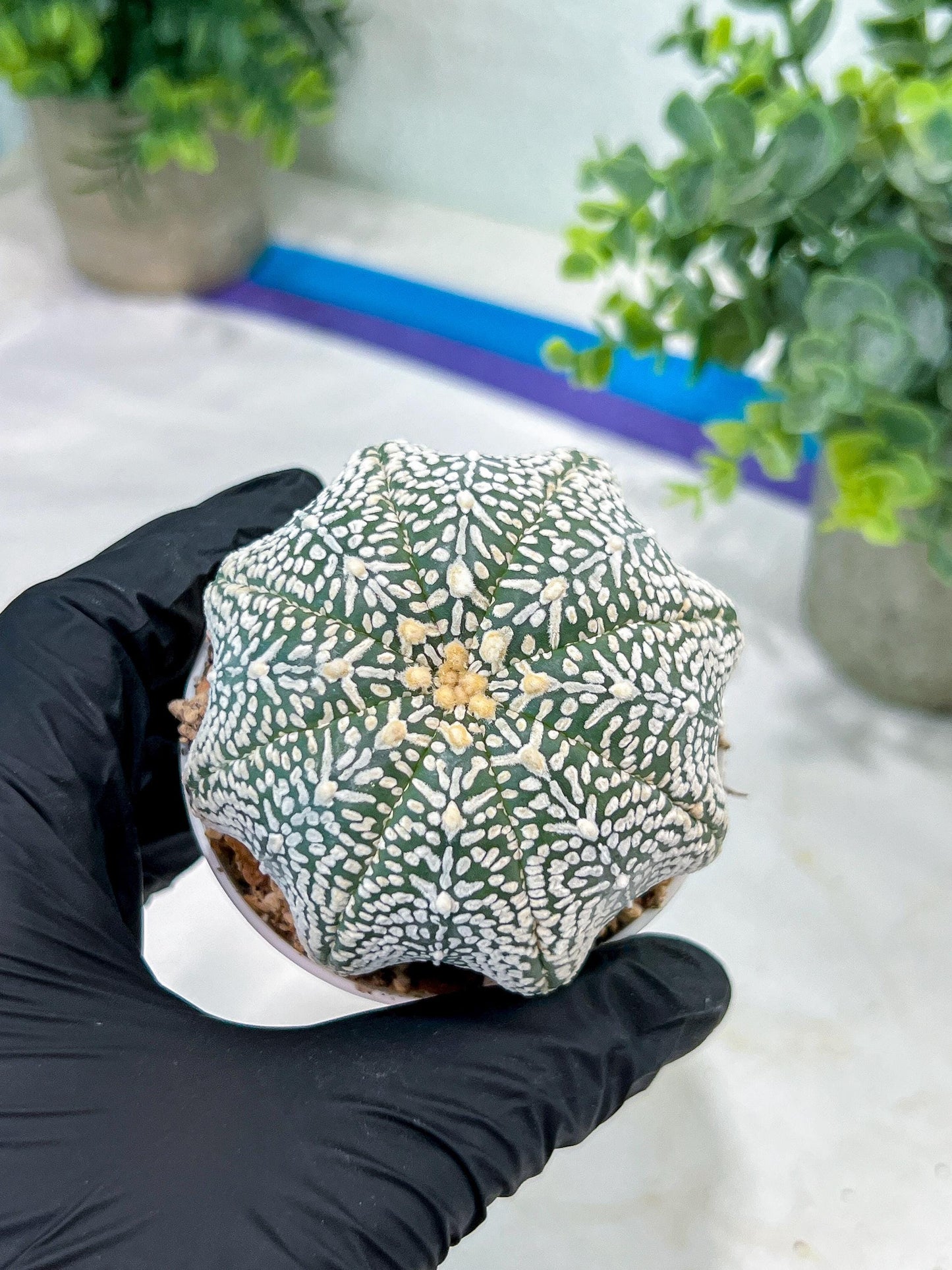 Custom Order- You'll receive the exact live plant (#T1R3) | USA Plant Seller | 3" Pot