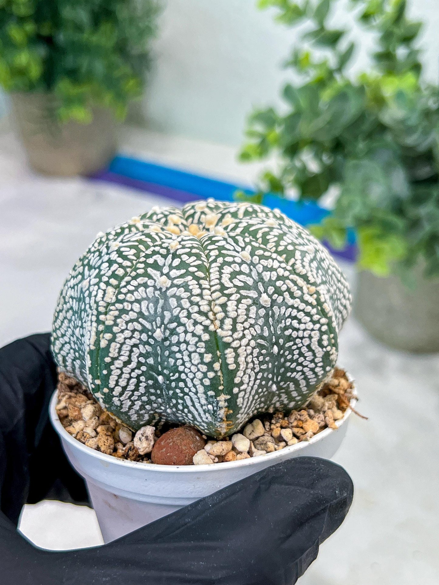 Custom Order- You'll receive the exact live plant (#T1R3) | USA Plant Seller | 3" Pot