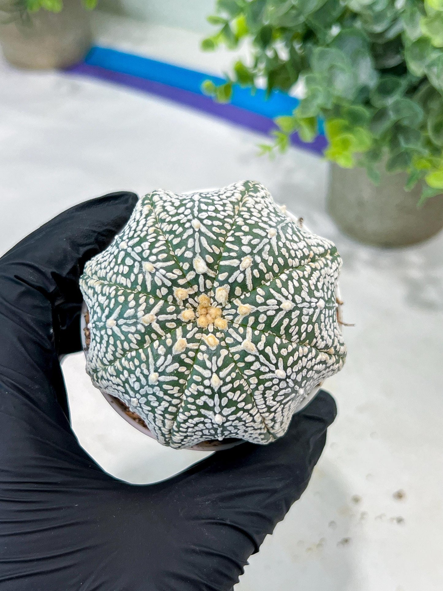 Custom Order- You'll receive the exact live plant (#T1R3) | USA Plant Seller | 3" Pot