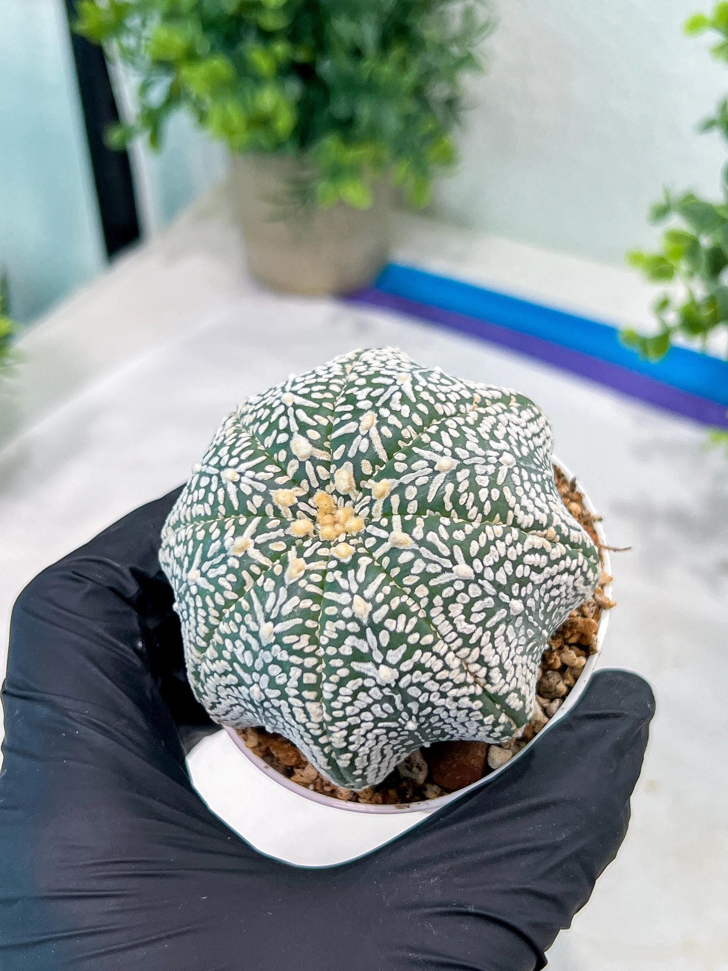 Custom Order- You'll receive the exact live plant (#T1R3) | USA Plant Seller | 3" Pot