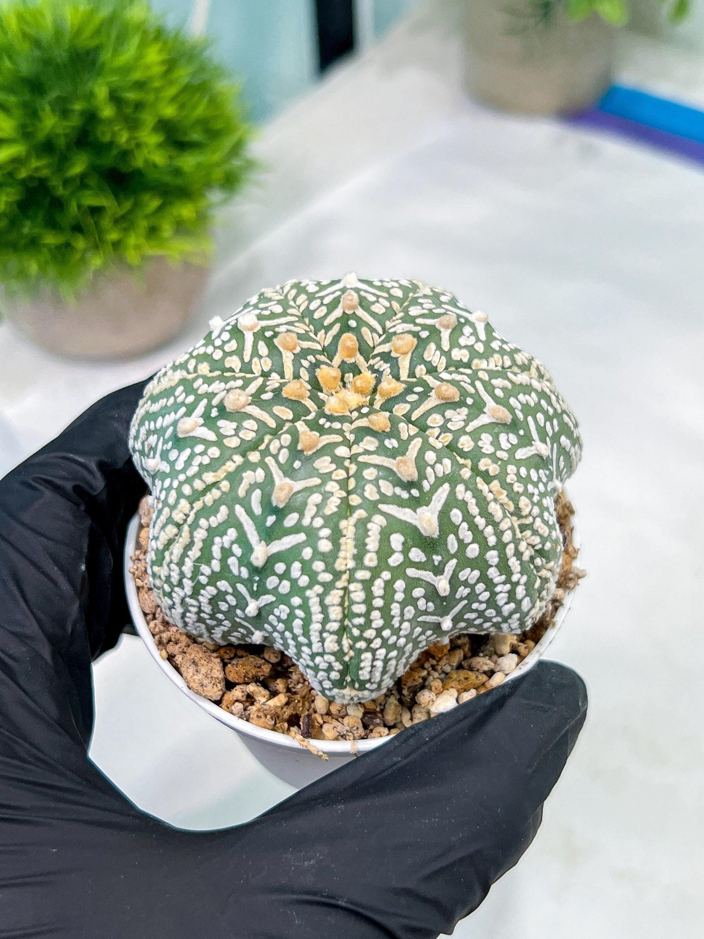 Custom Order- You'll receive the exact live plant (#T1R4) | USA Plant Seller | 3" Pot